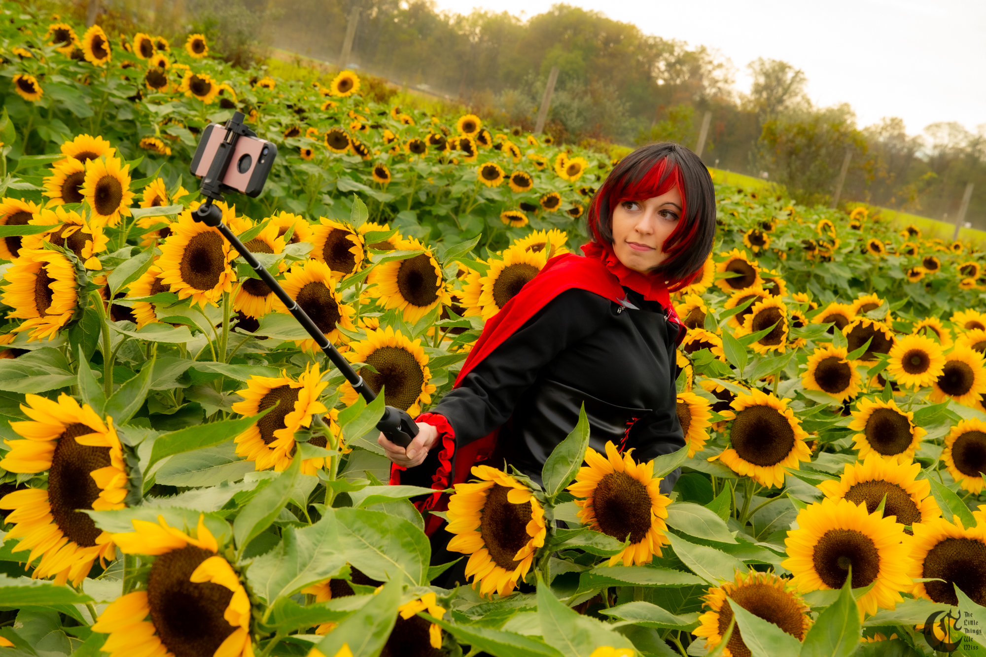 Cover_191013_Sunflowers_0275