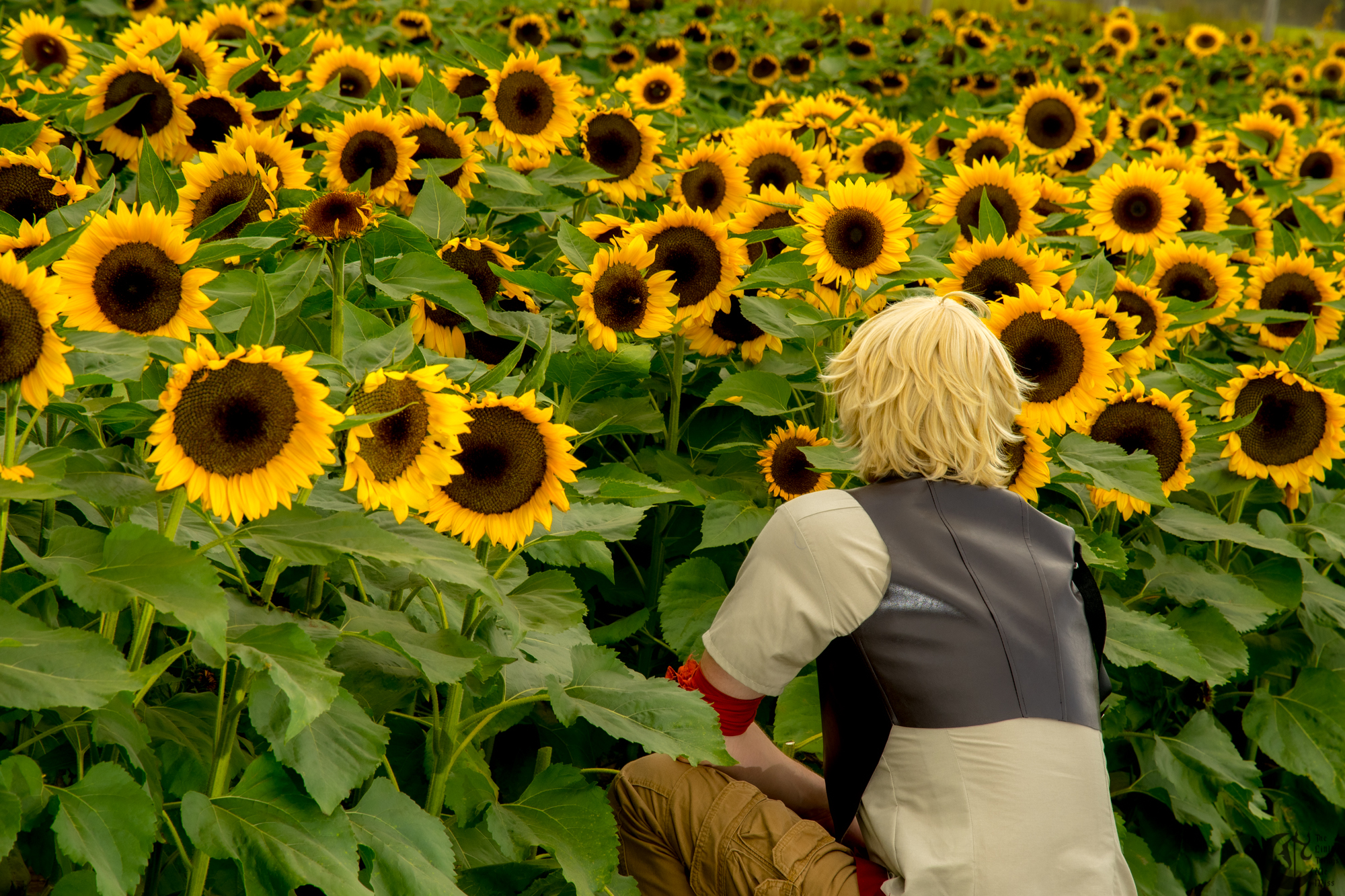 !!191013_Sunflowers_0109!!