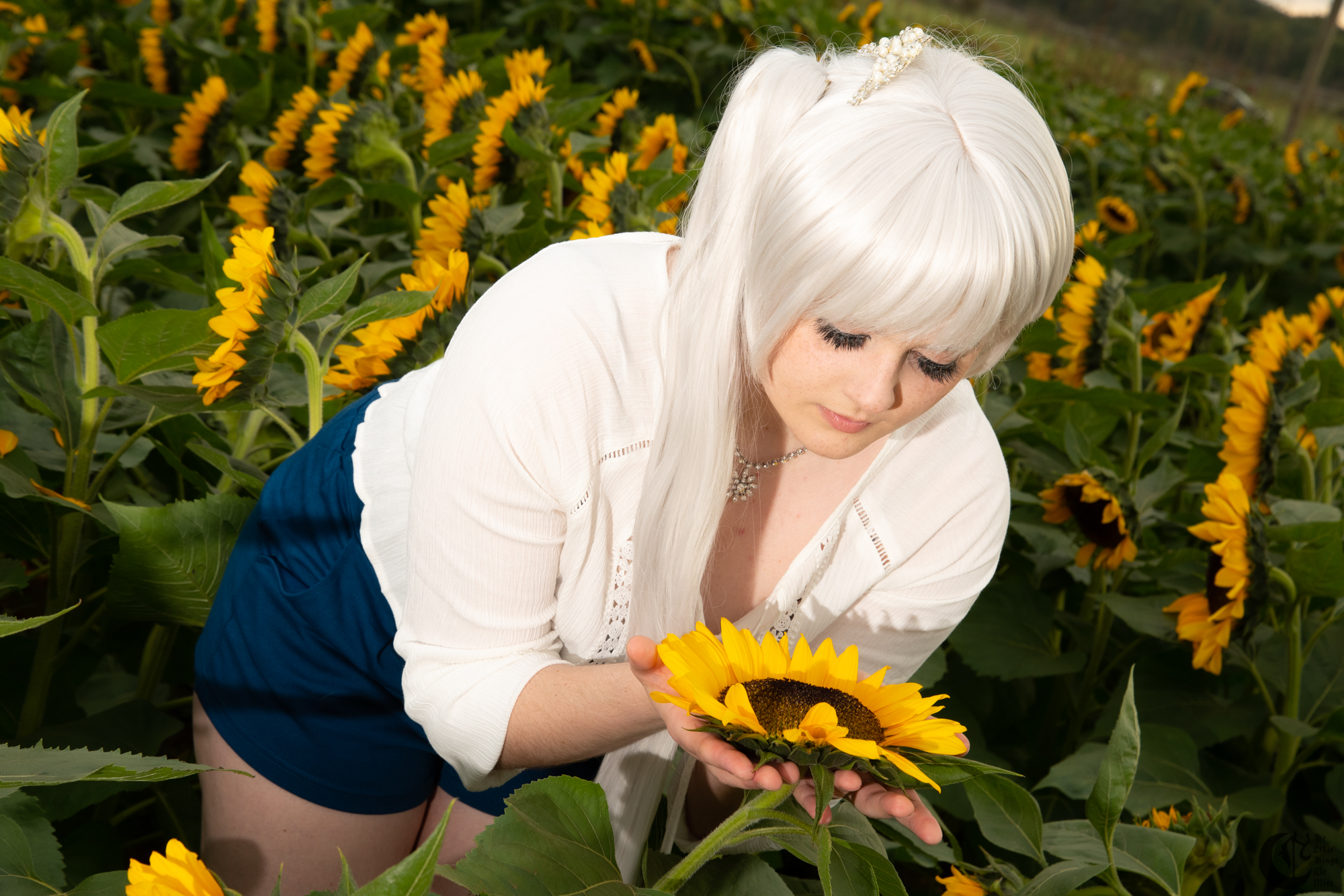 Cover_191013_Sunflowers_0301