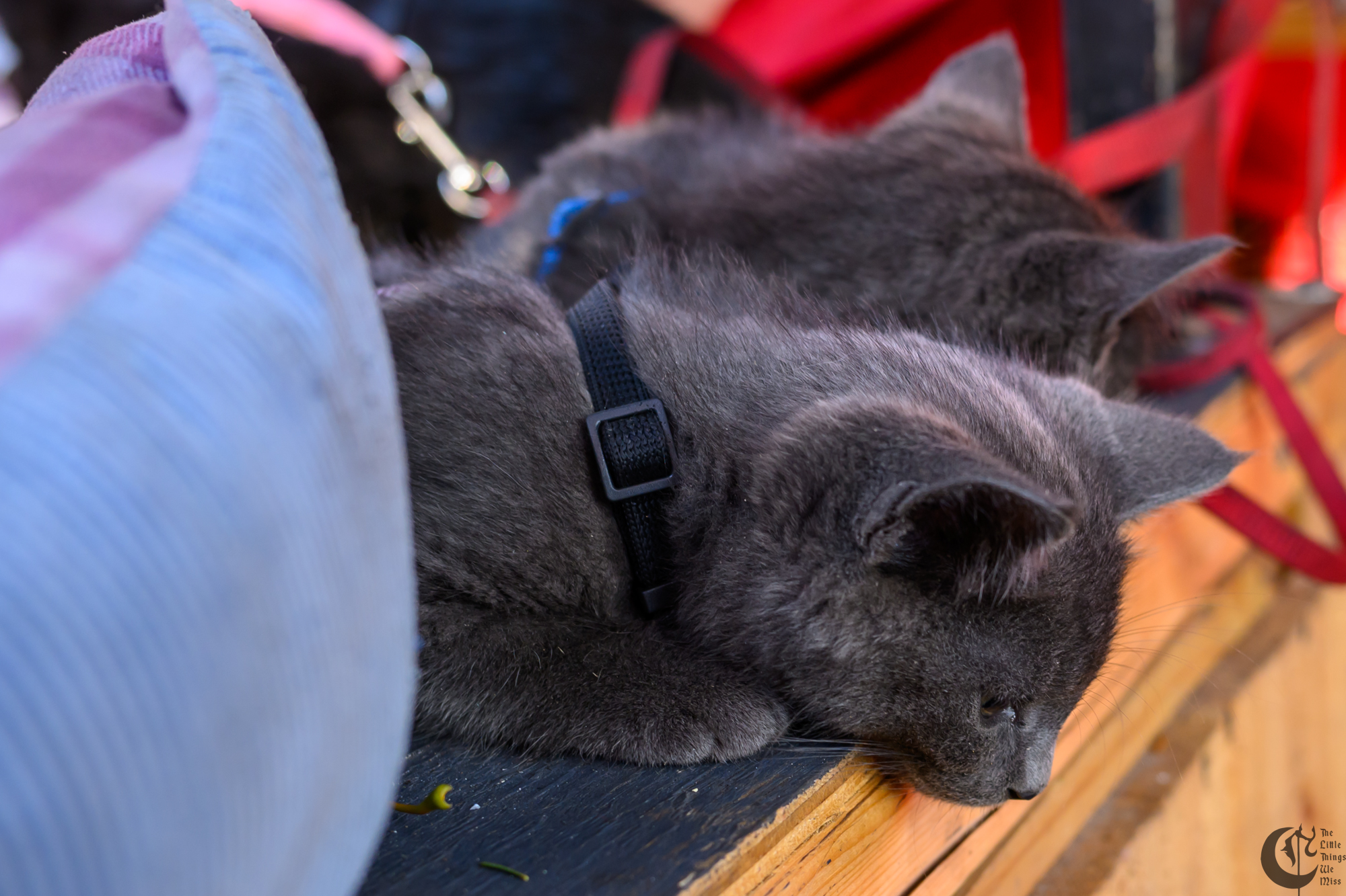 !!_231028_Ren_Faire_Oct23_0008!!