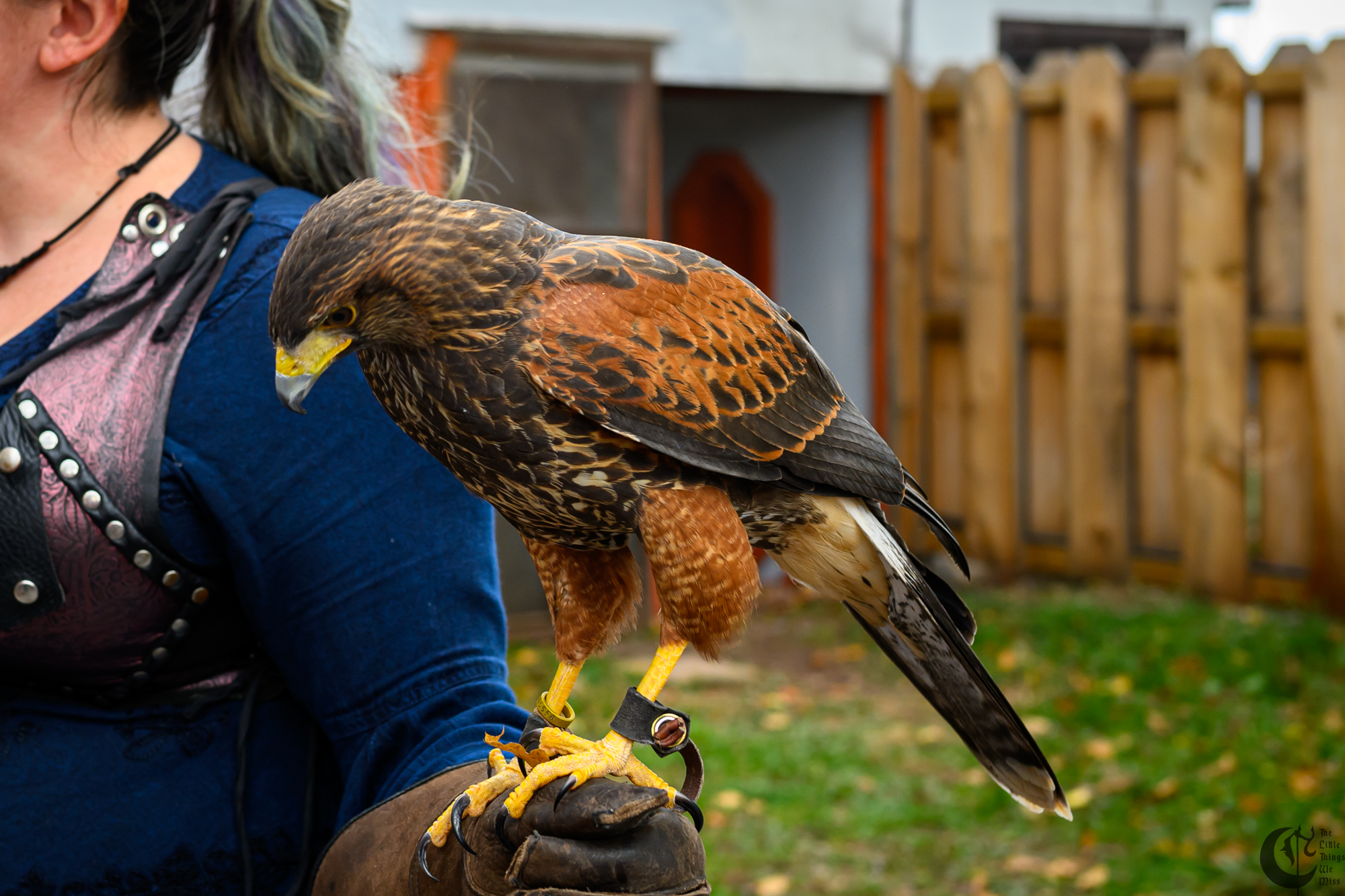 !!_231028_Ren_Faire_Oct23_0112!!