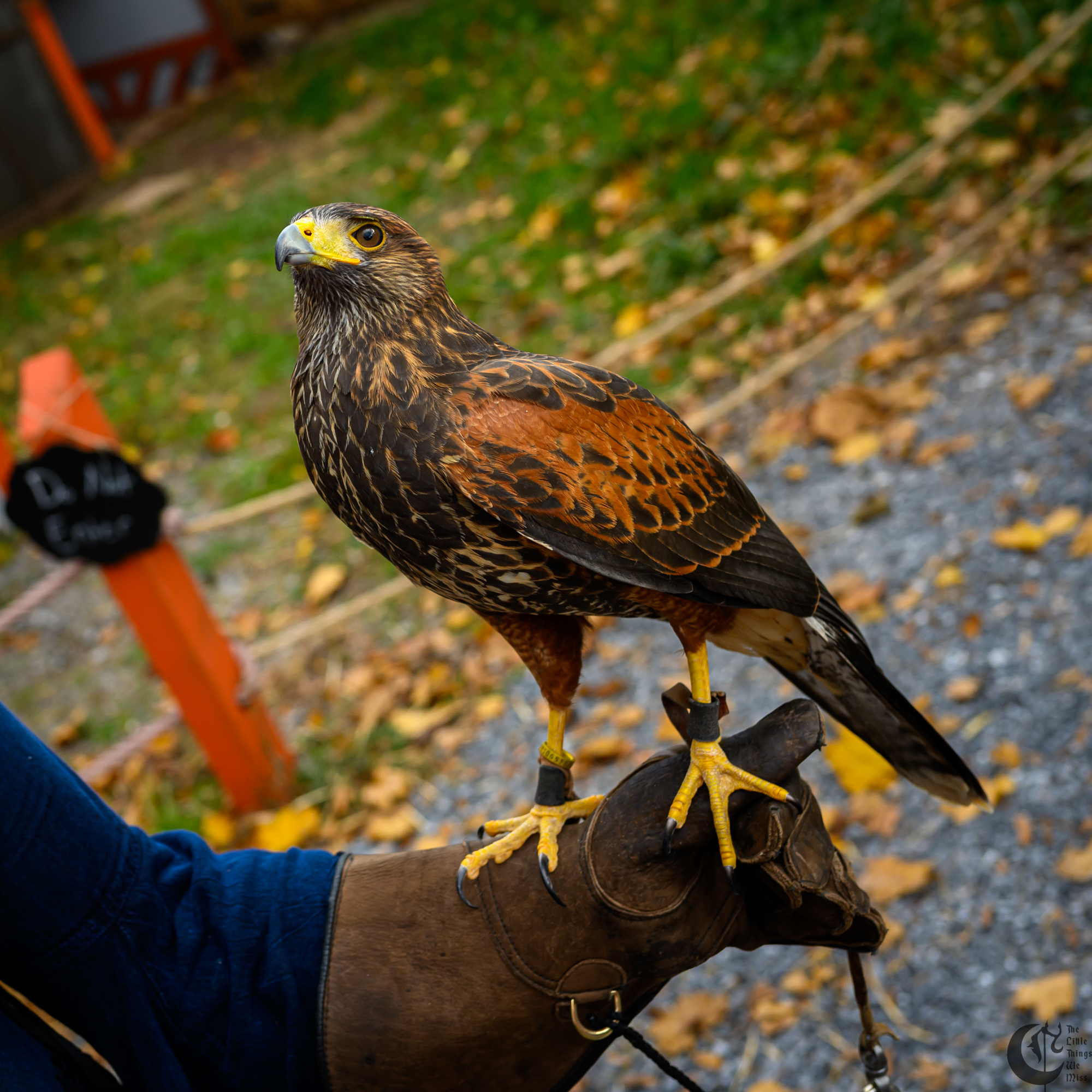 !!_231028_Ren_Faire_Oct23_0132!!