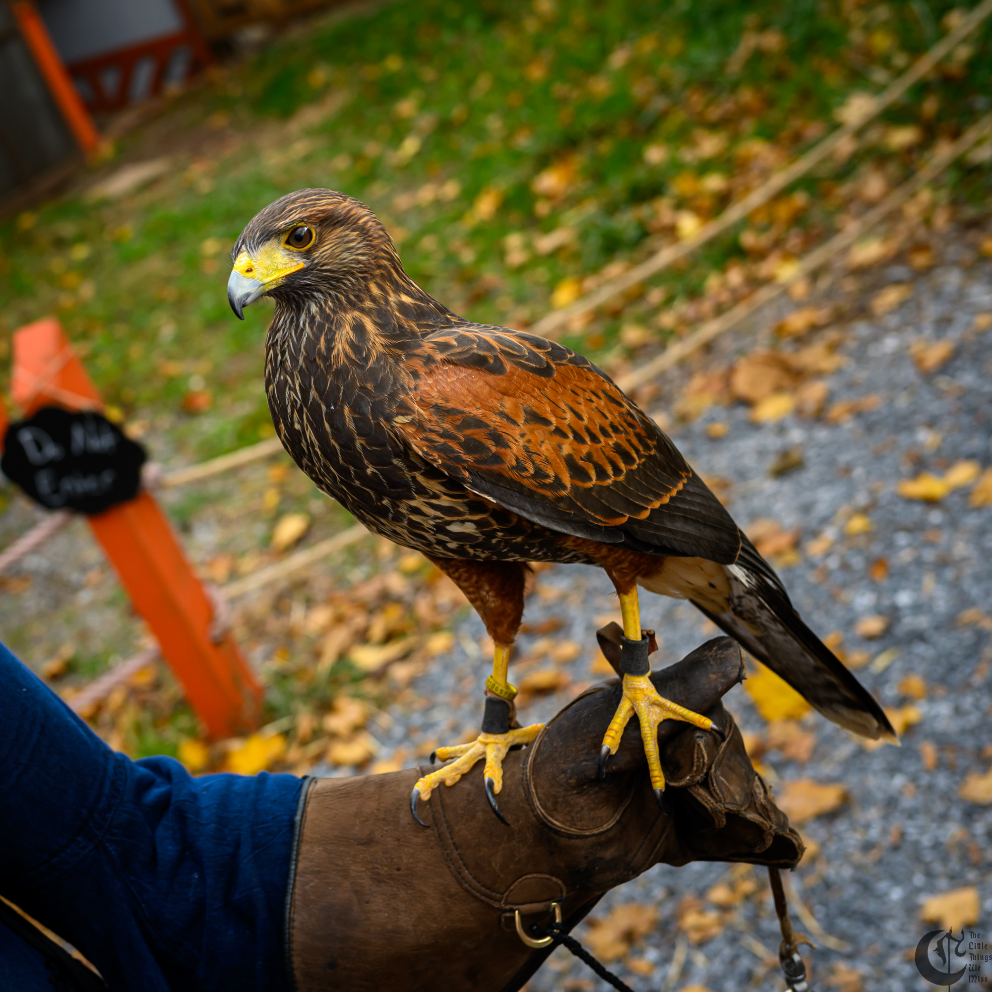 !!_231028_Ren_Faire_Oct23_0133!!
