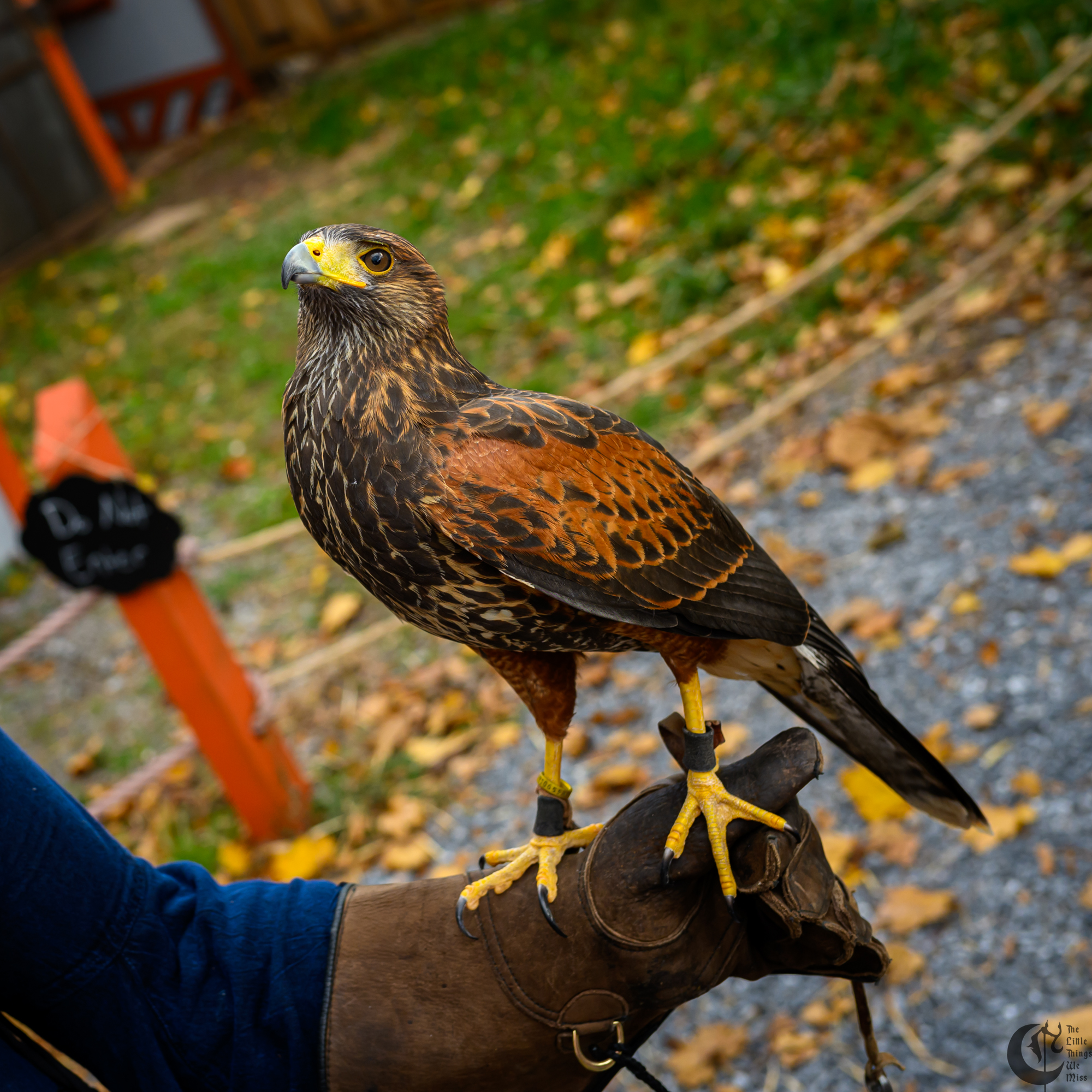 !!_231028_Ren_Faire_Oct23_0136!!