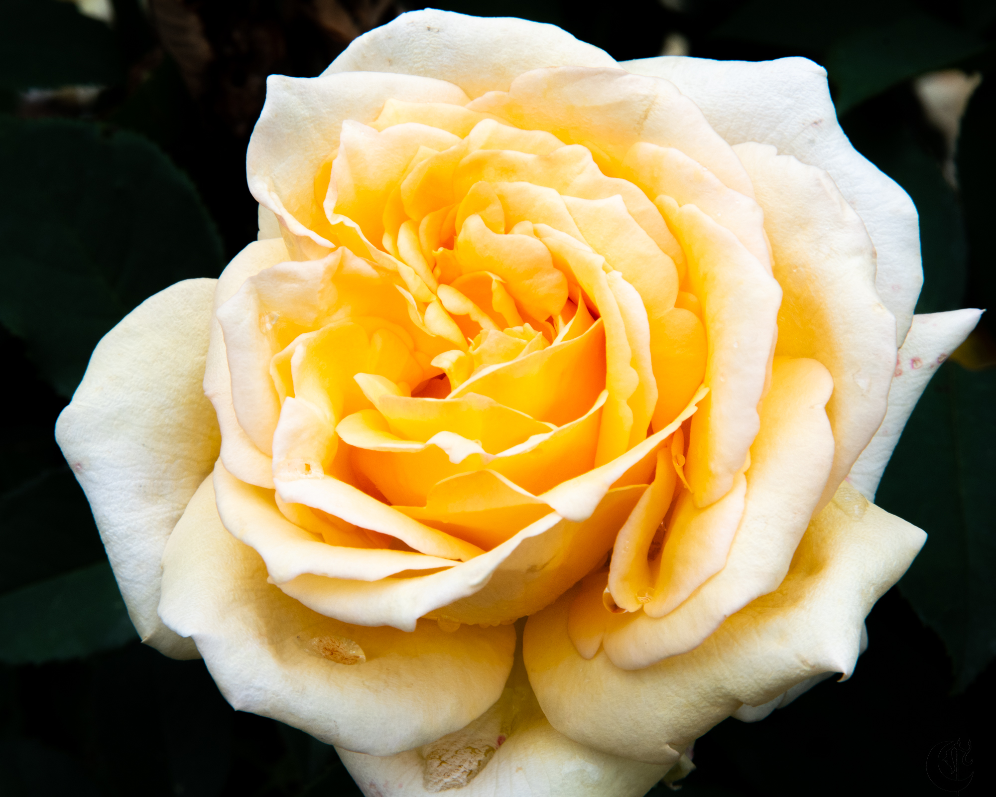 Cover_180603_Rose_Garden_038