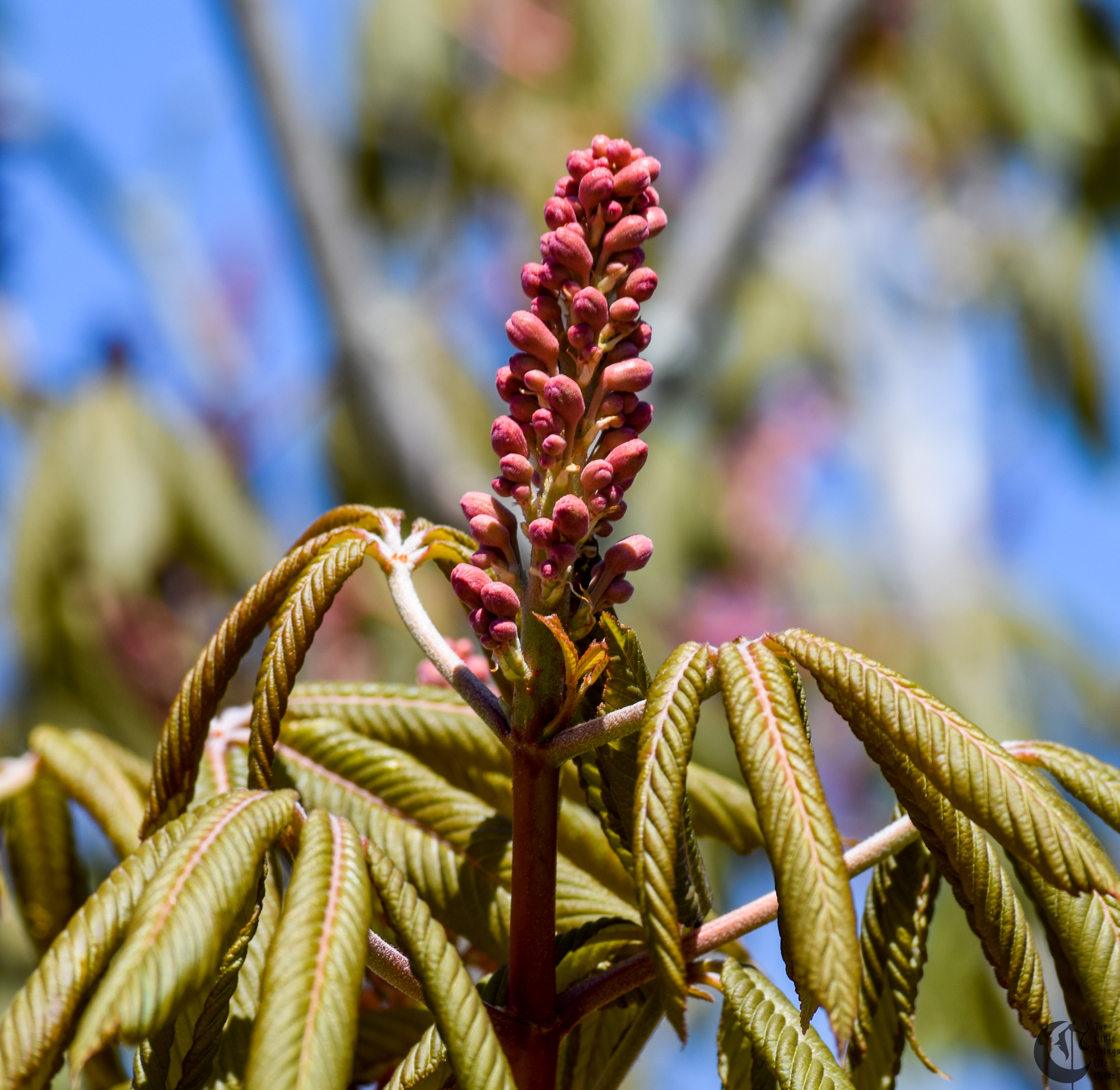 !!_160403_Campus_Walks_0176!!