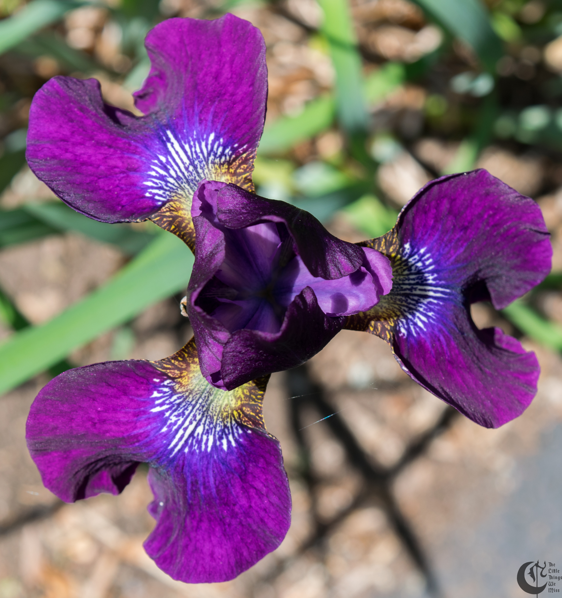 !!_160529_White_Liliacs_0017!!