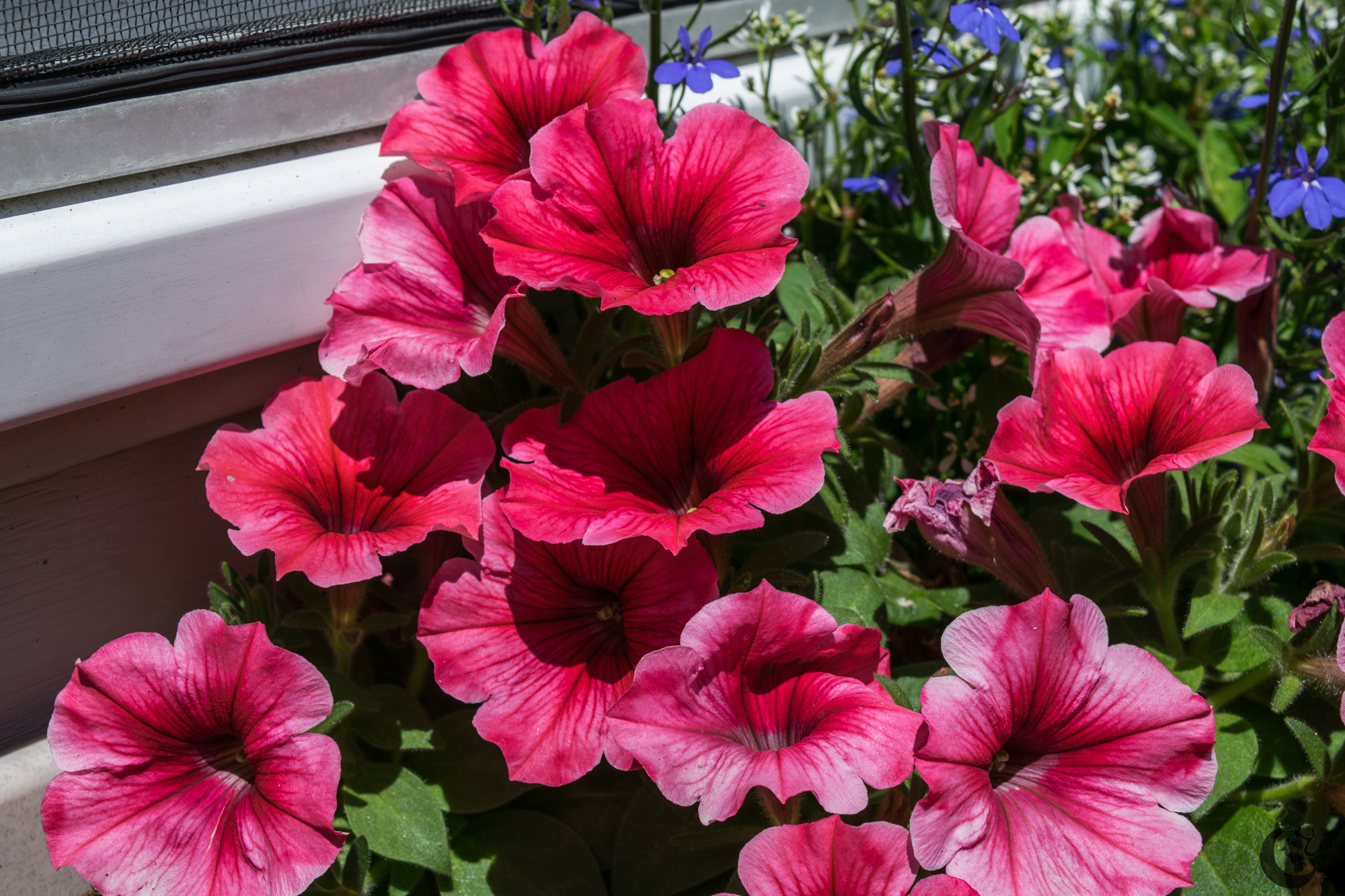 !!_160621_Porch_0081!!