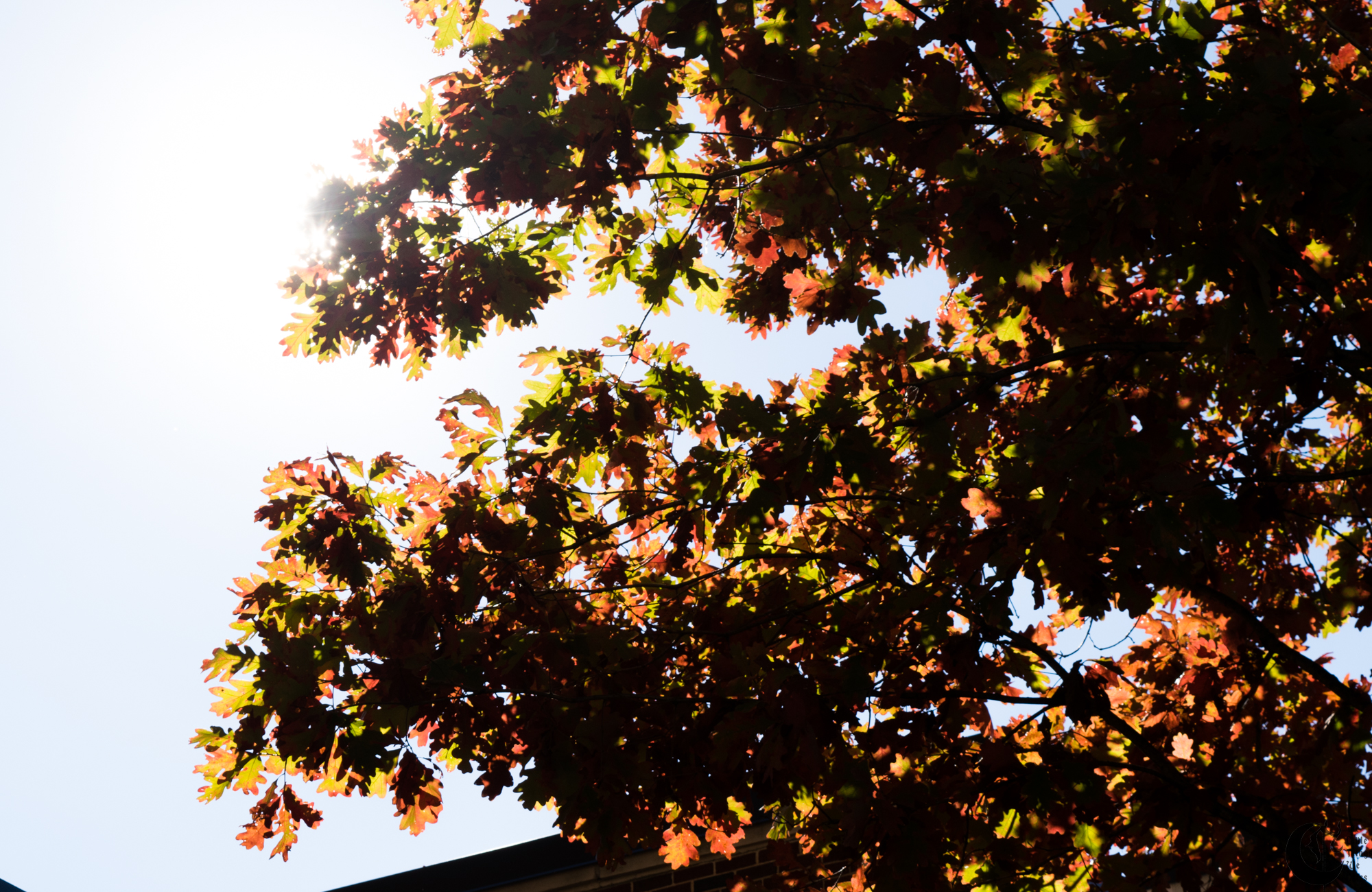 !!_161110_Walking_0017!!