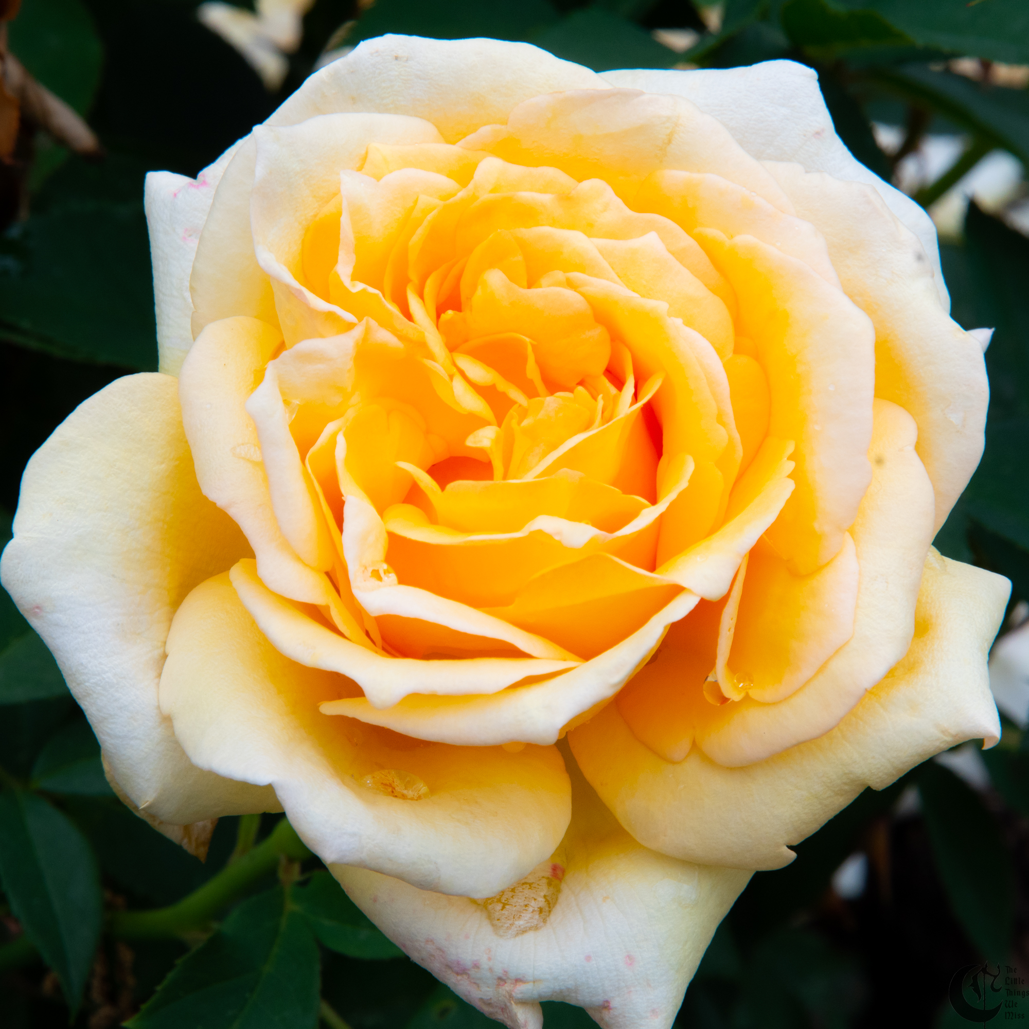 !!_180603_Rose_Garden_028!!