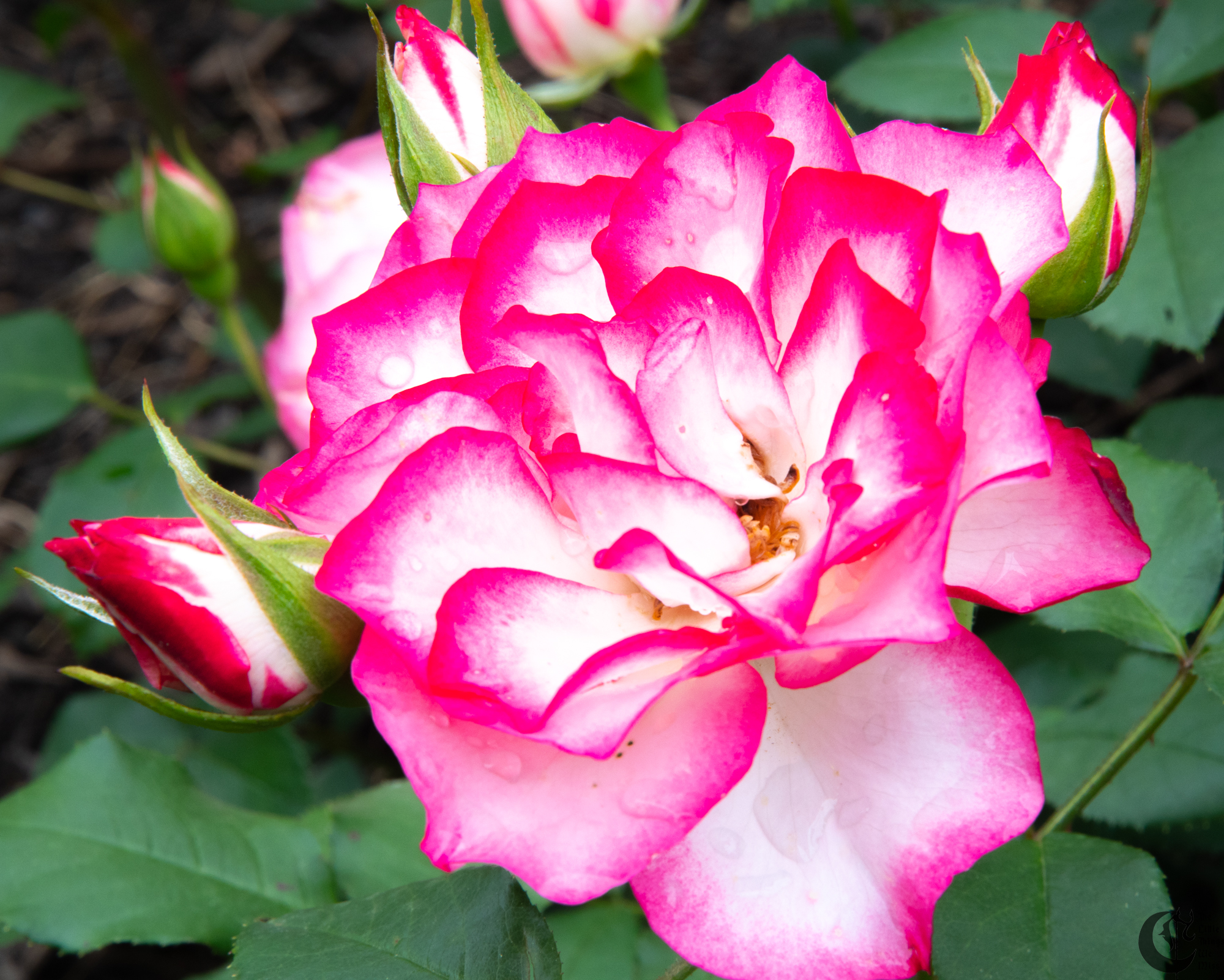 !!_180603_Rose_Garden_046!!