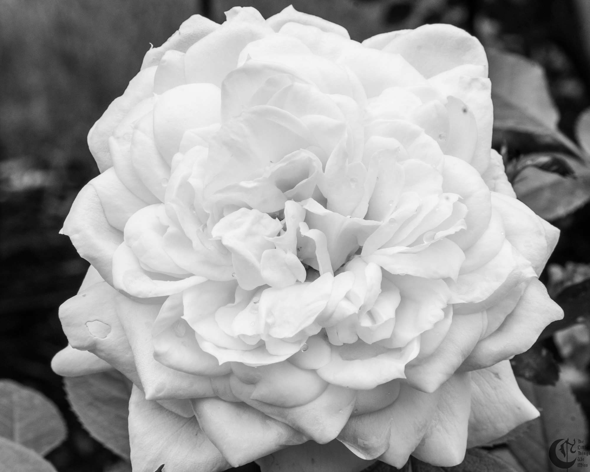 !!_180603_Rose_Garden_074!!