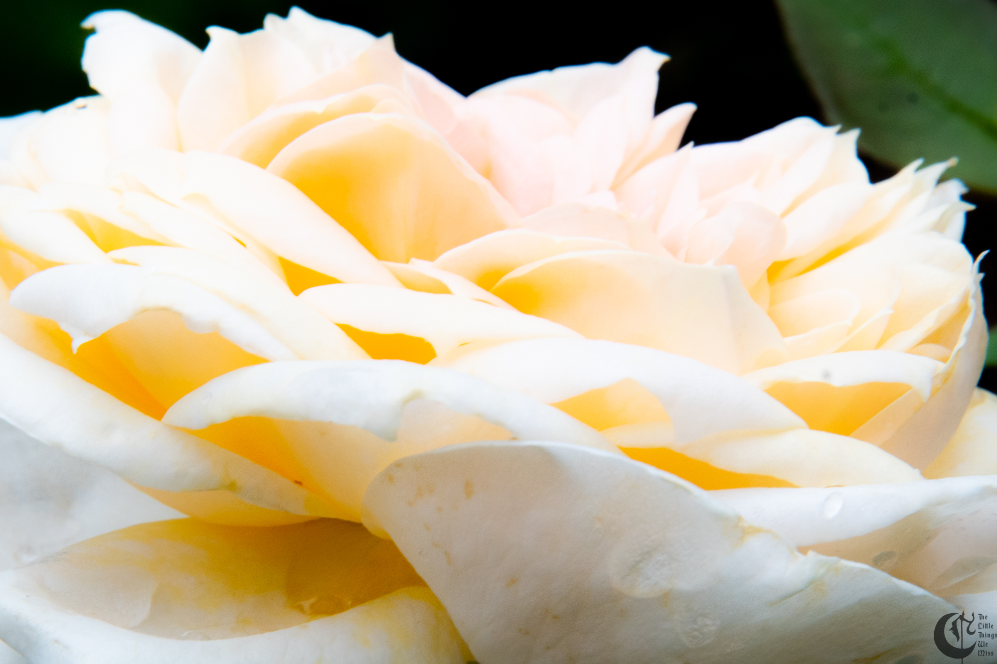 !!_180603_Rose_Garden_078!!
