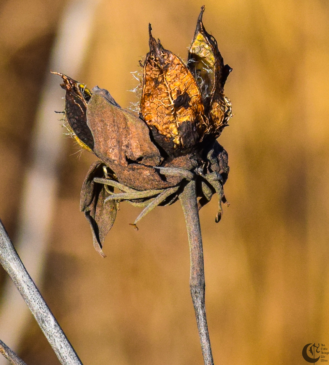 !!_592_-_DSC_5488!!