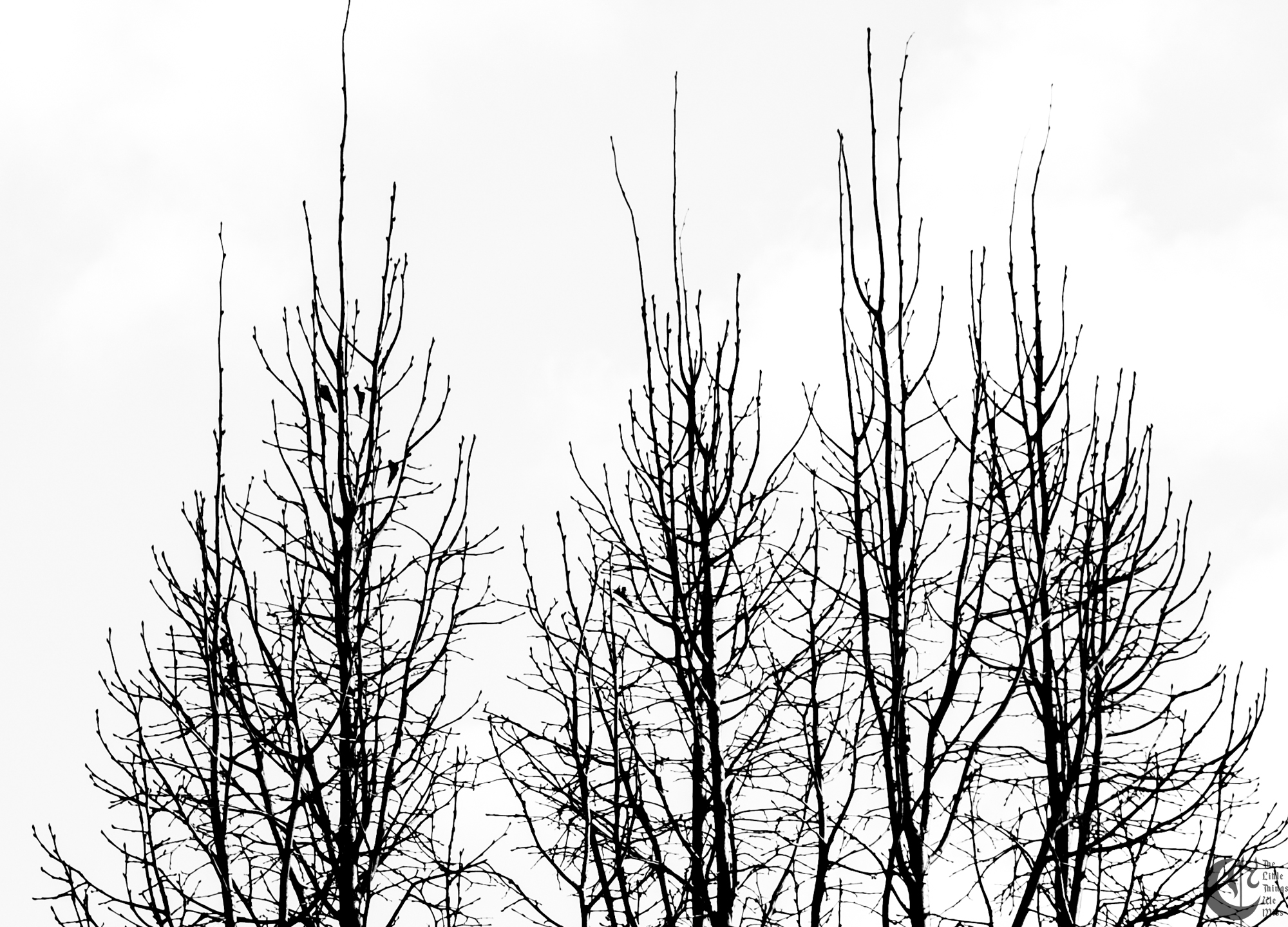!!_68_-_DSC_3196!!