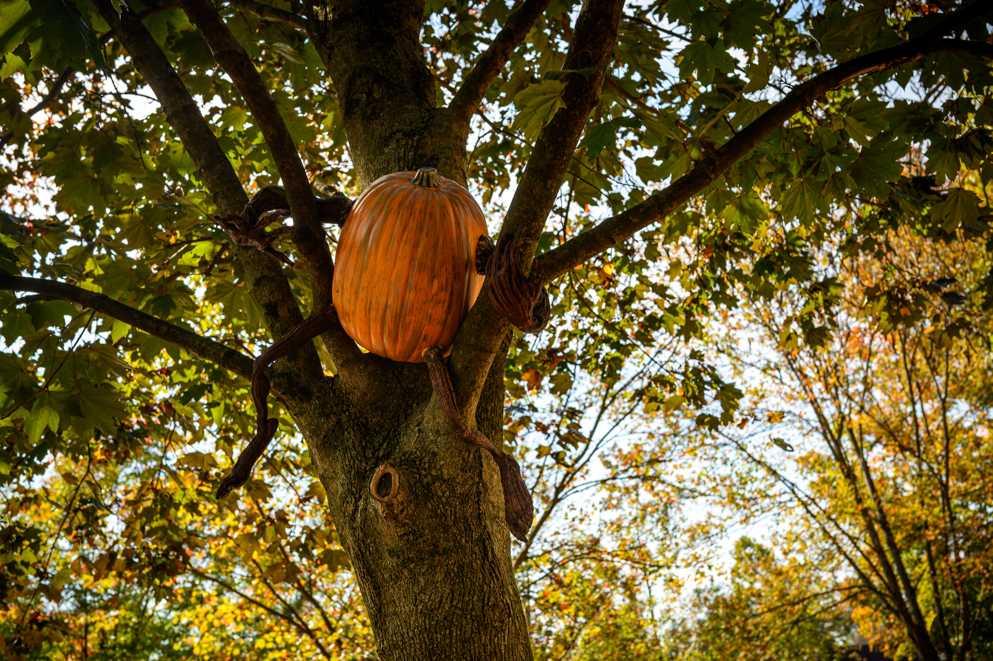 !!_241012_Renn_Faire24_0010!!