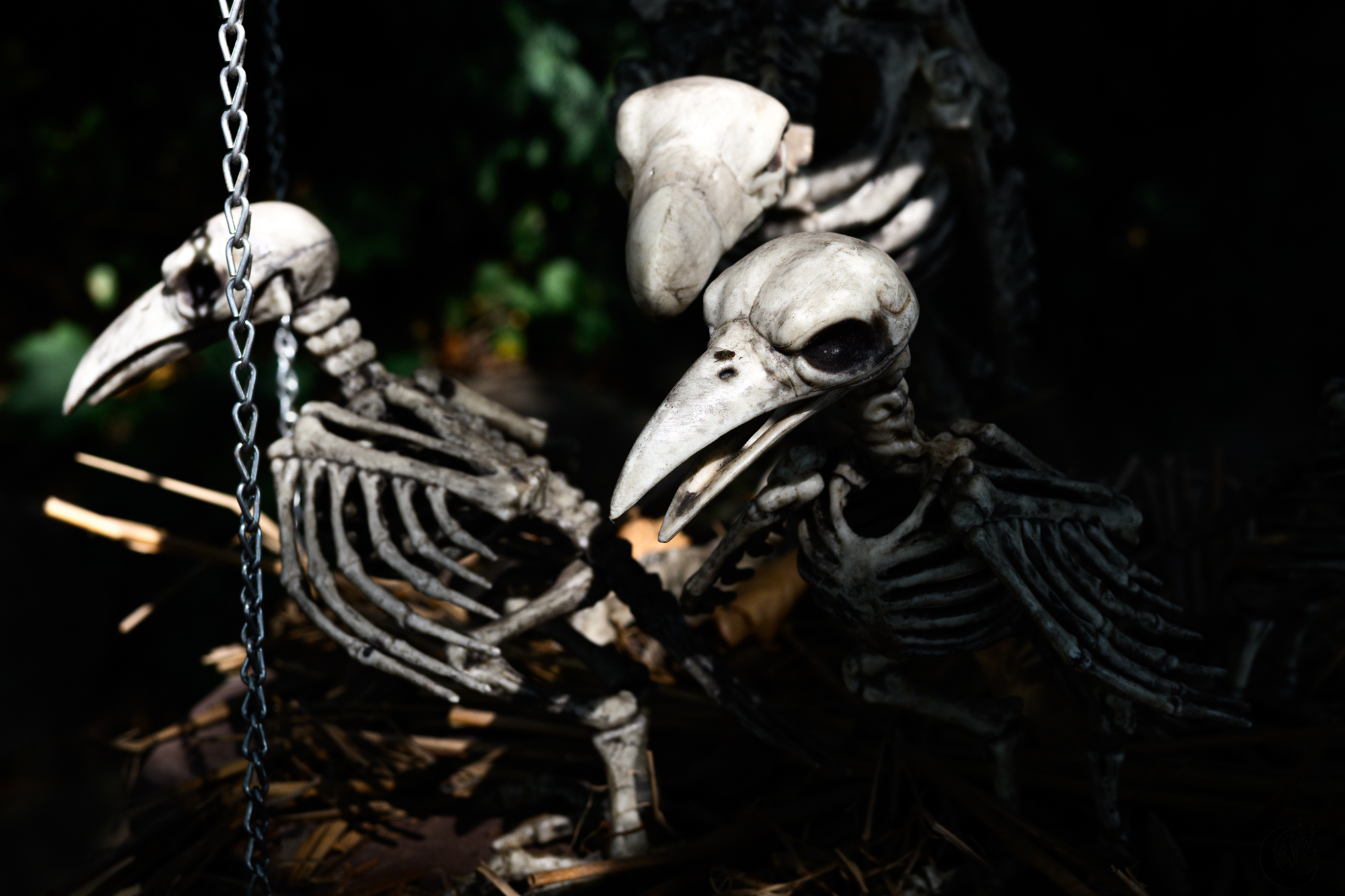 !!_241012_Renn_Faire24_0181!!