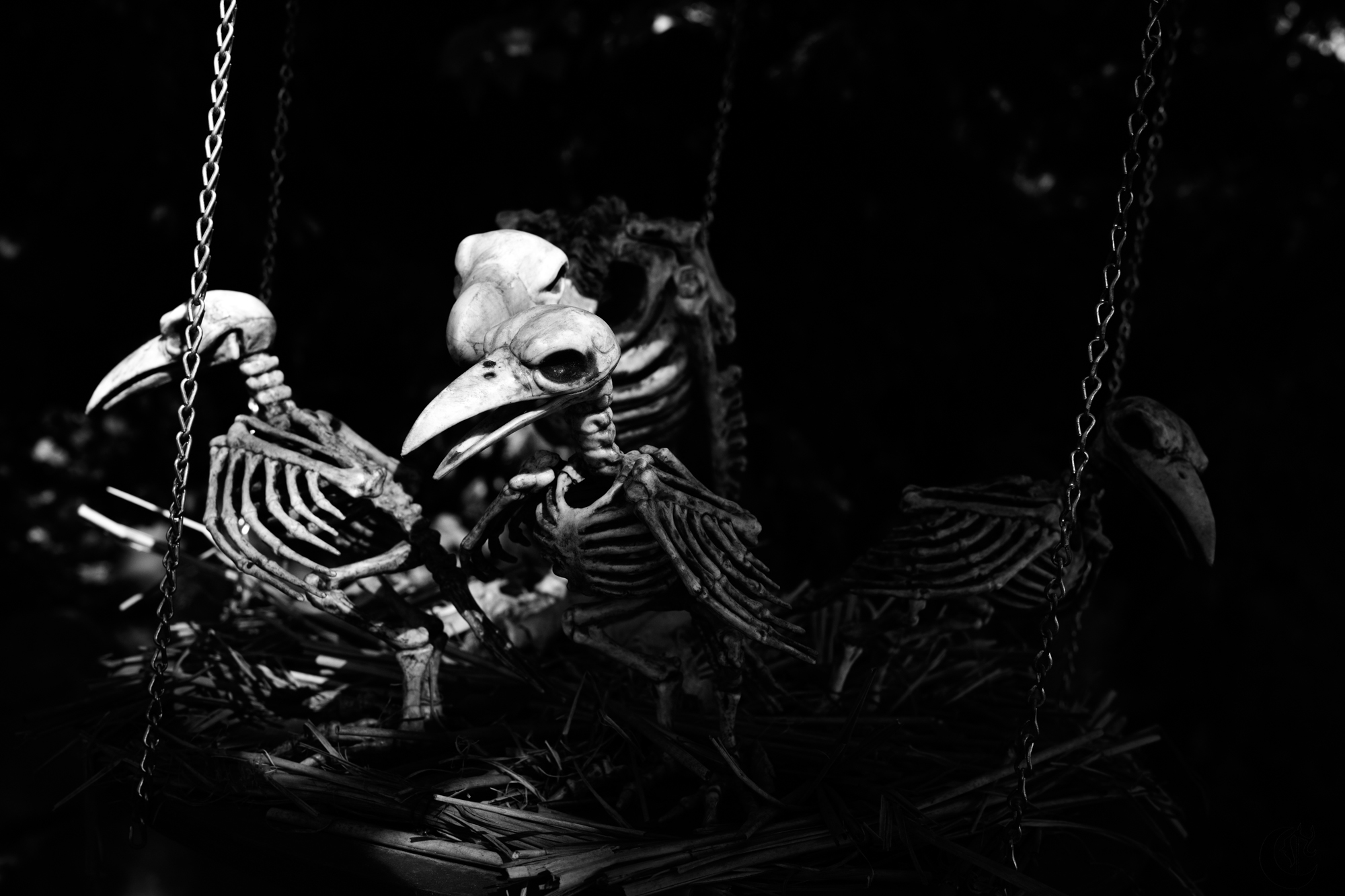 !!_241012_Renn_Faire24_0185!!