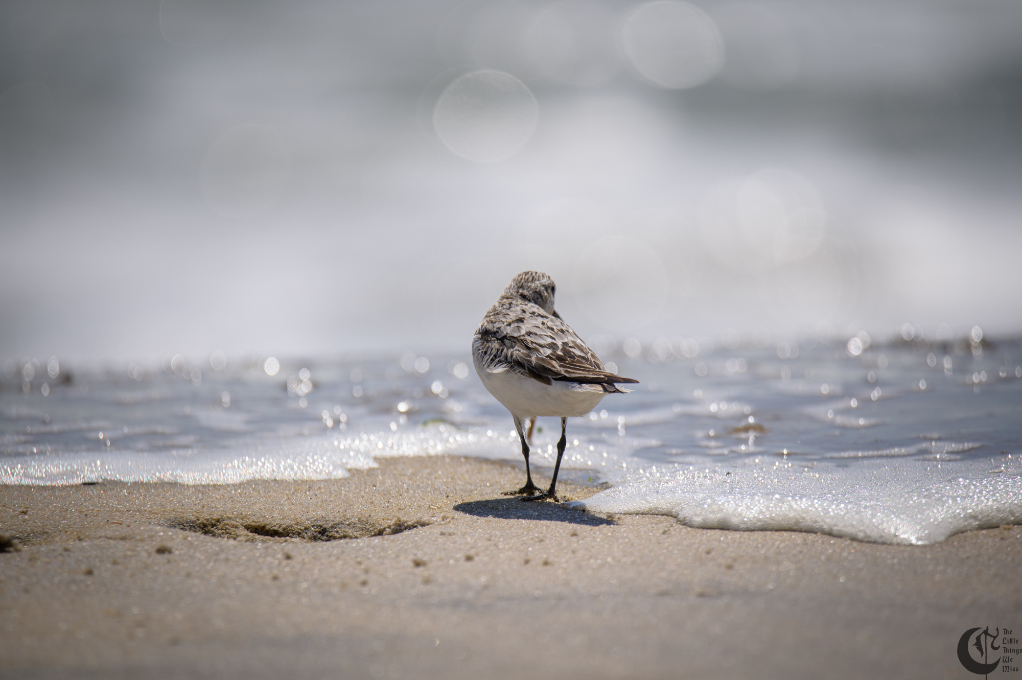 !!_220817_August_LBI_2022!!