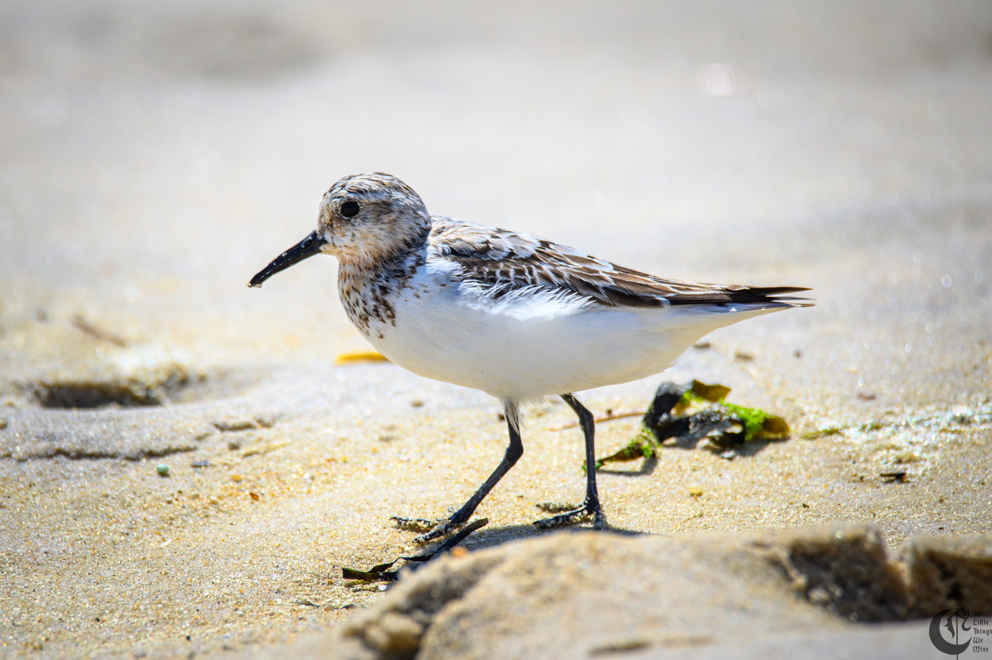 !!_220817_August_LBI_2042!!