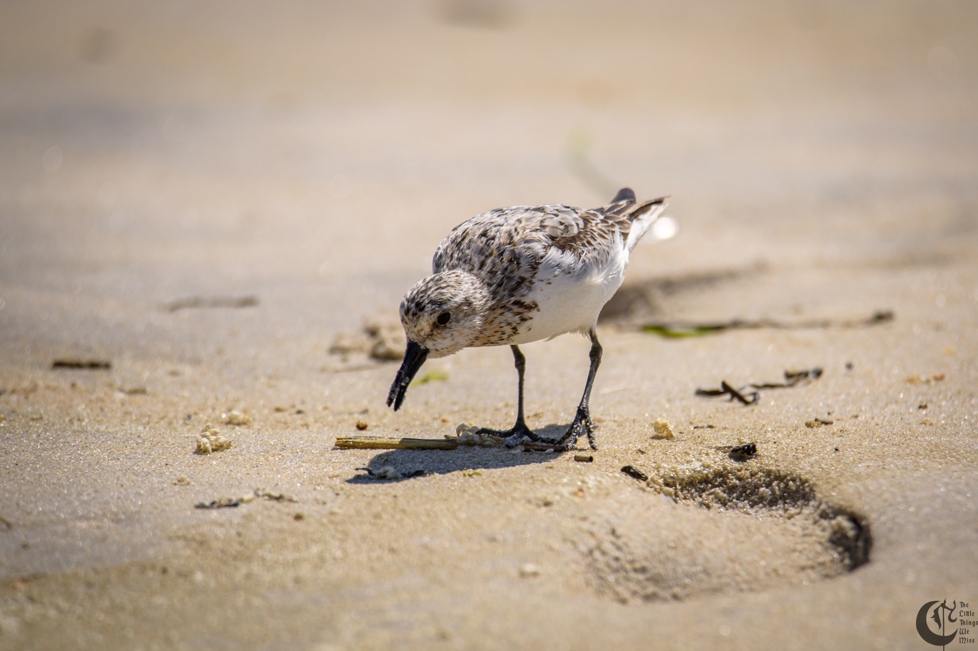 !!_220817_August_LBI_2120!!