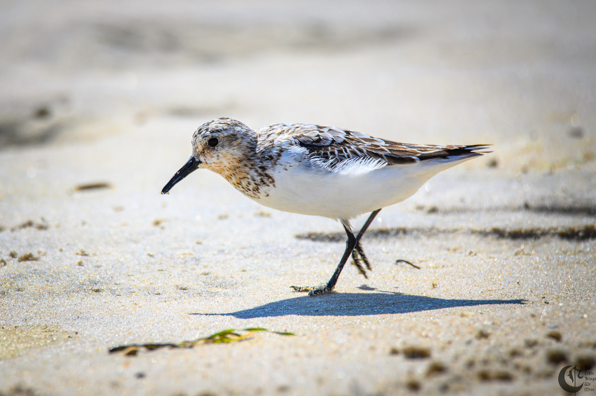 !!_220817_August_LBI_2216!!