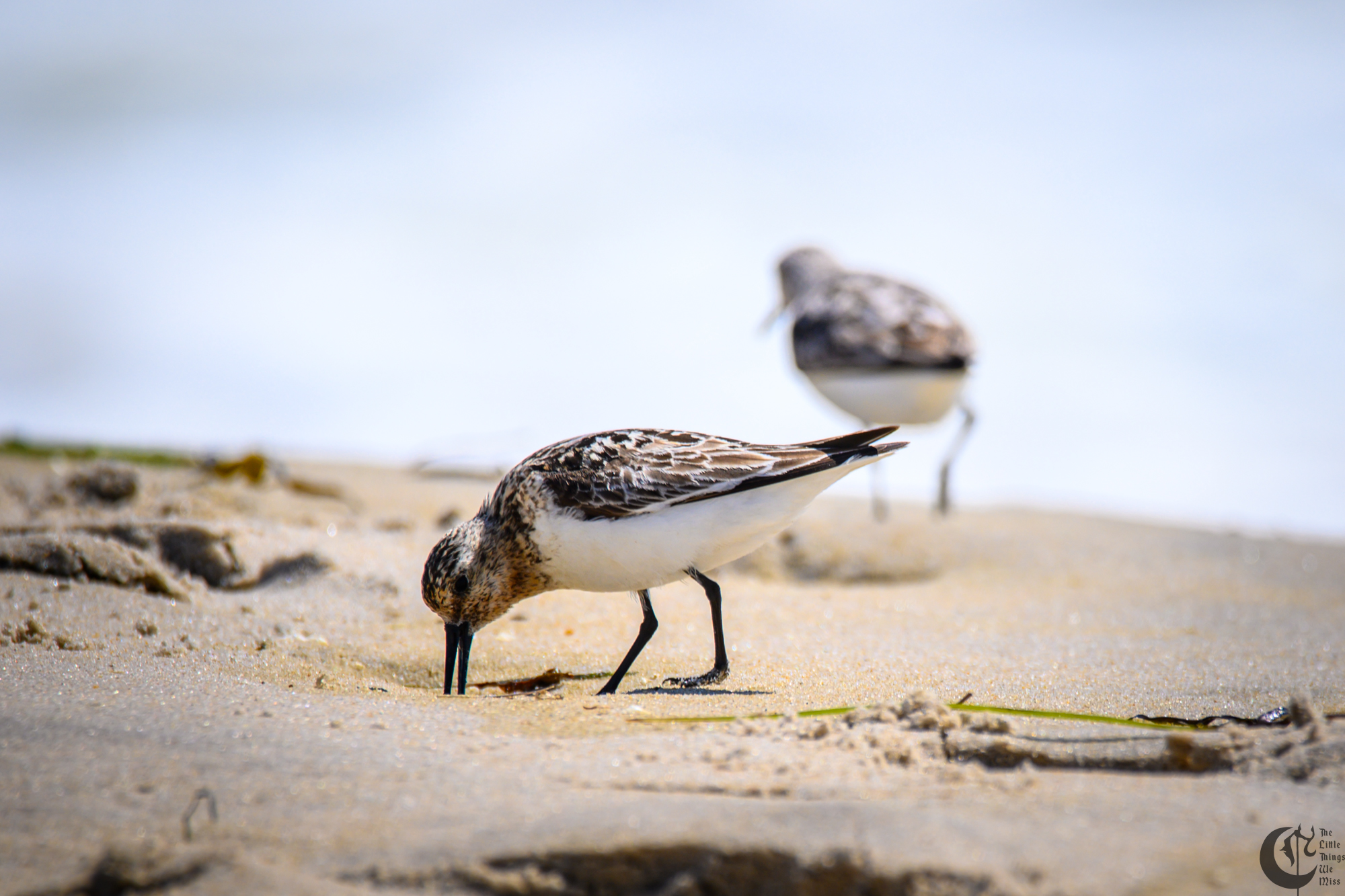 !!_220817_August_LBI_2297!!