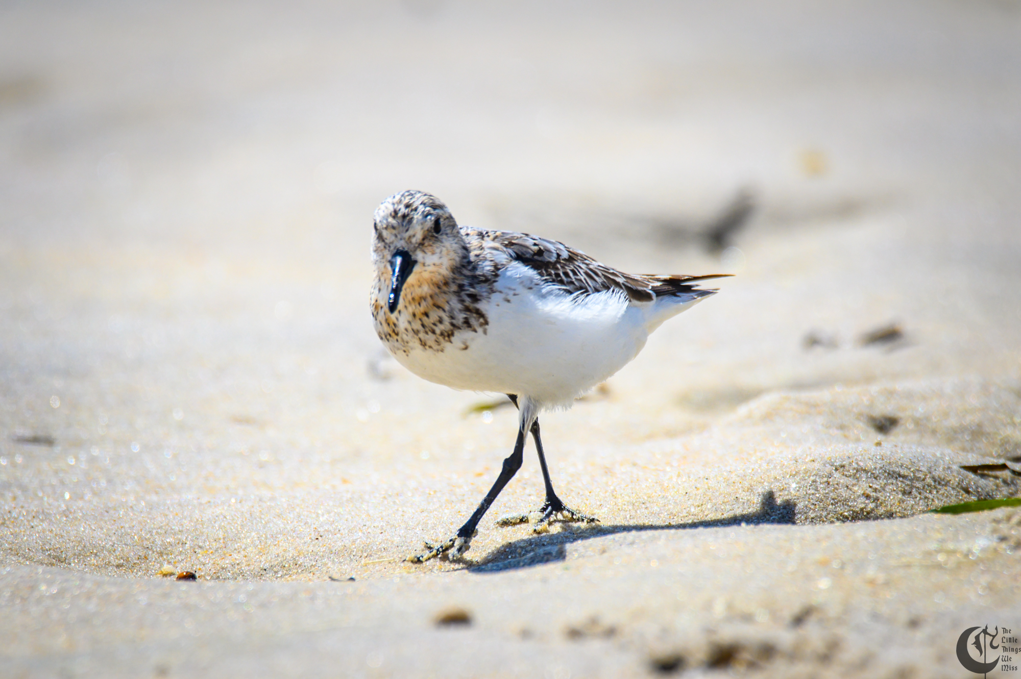 !!_220817_August_LBI_2419!!