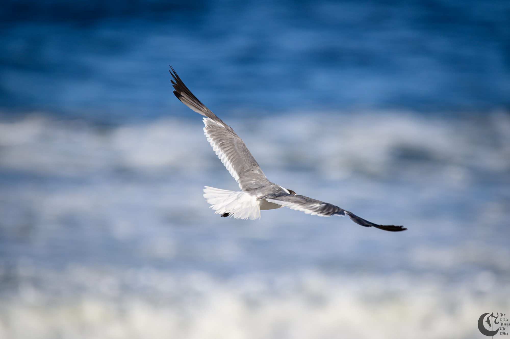!!_220817_August_LBI_2511!!