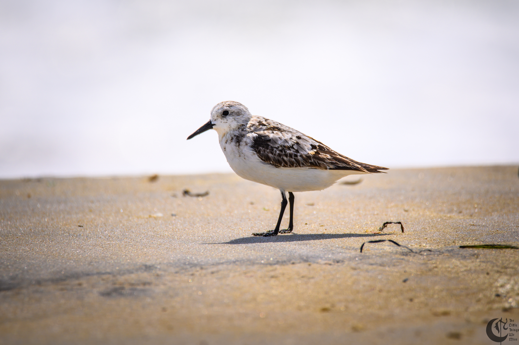 !!_220817_August_LBI_2583!!