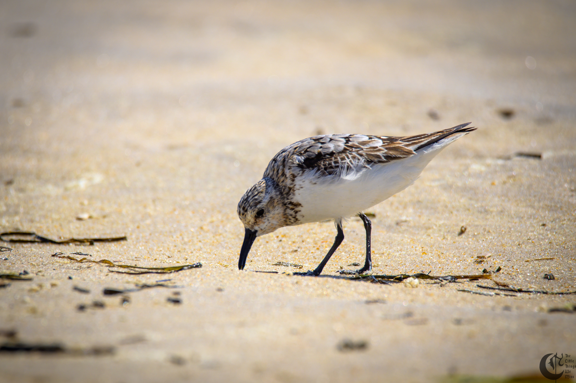 !!_220817_August_LBI_2644!!