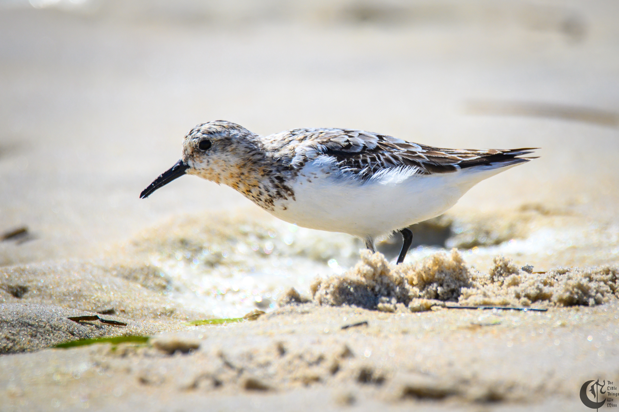 !!_220817_August_LBI_2701!!