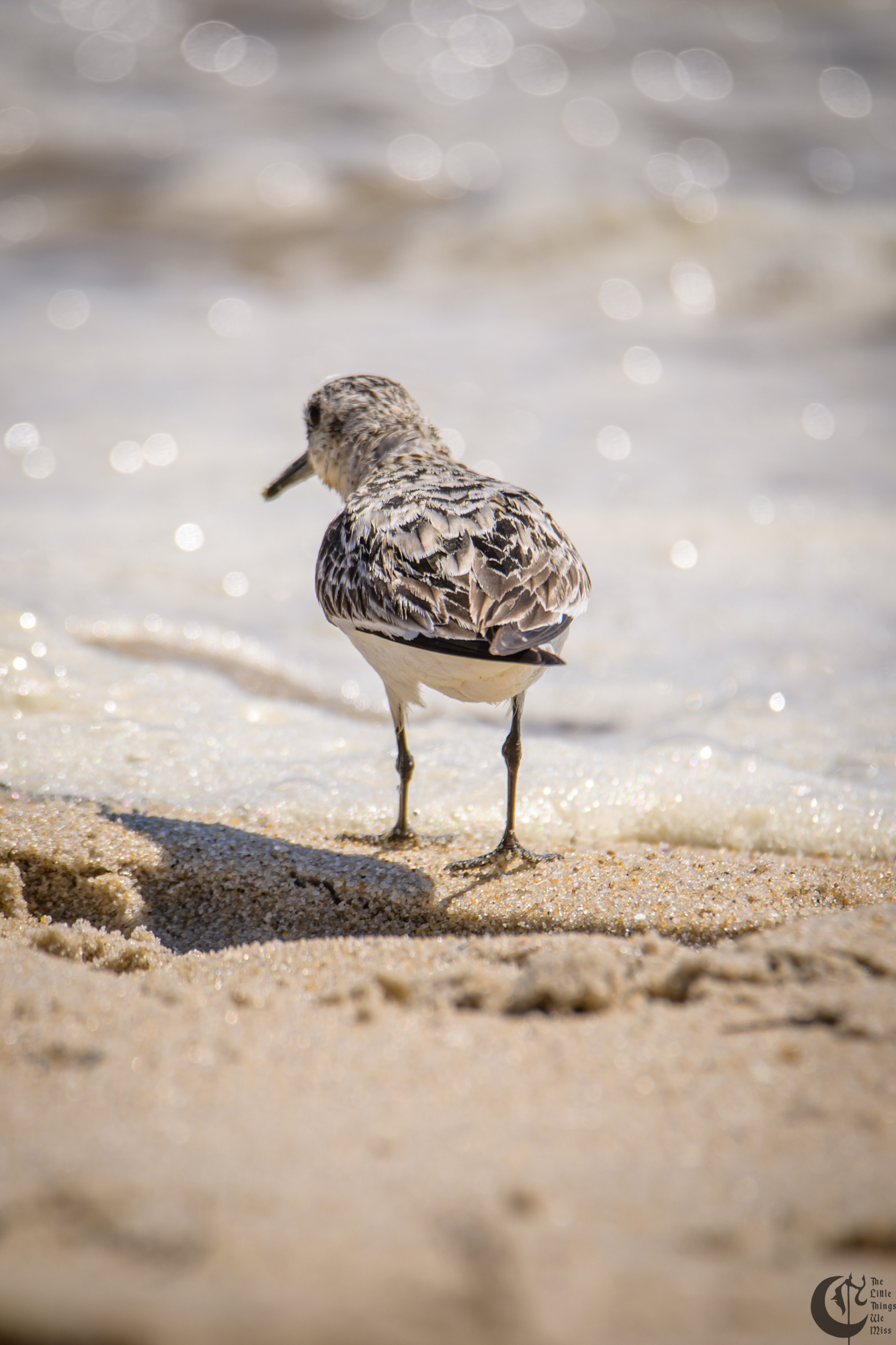 !!_220817_August_LBI_2947!!