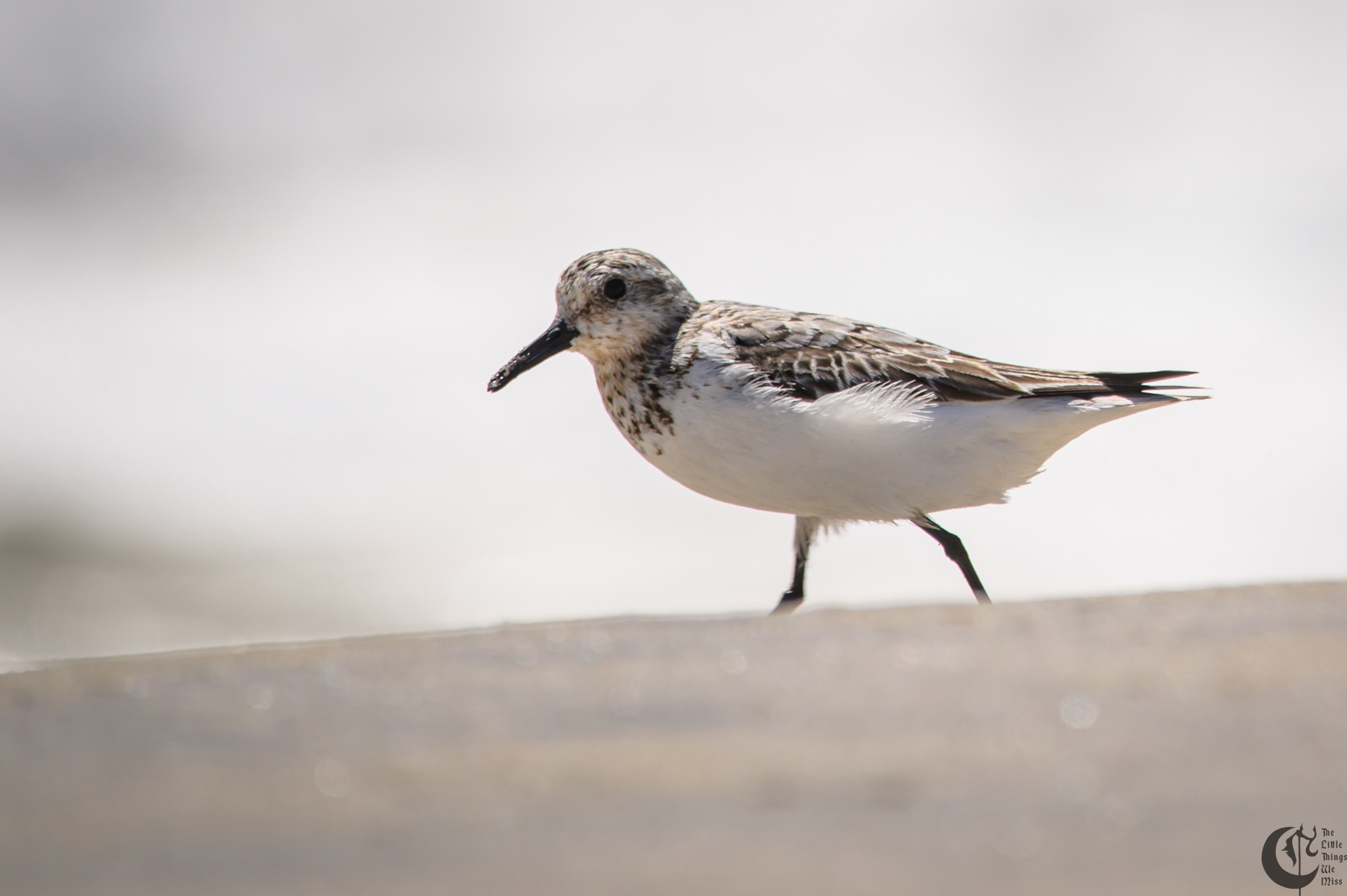 !!_220817_August_LBI_2991!!