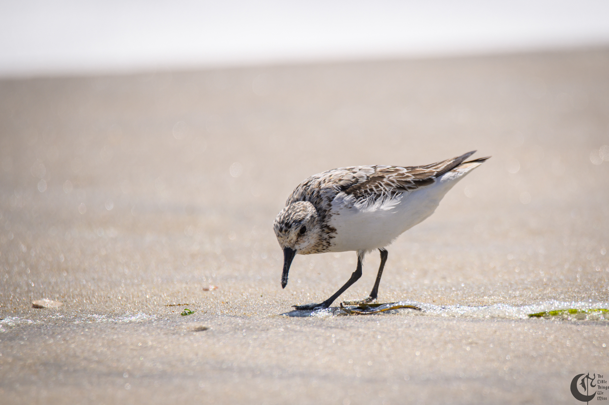 !!_220817_August_LBI_3071!!