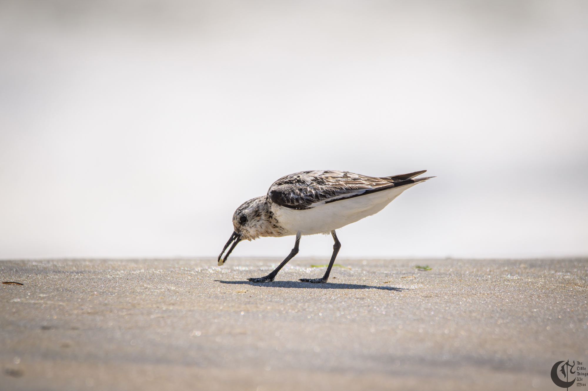 !!_220817_August_LBI_3087!!