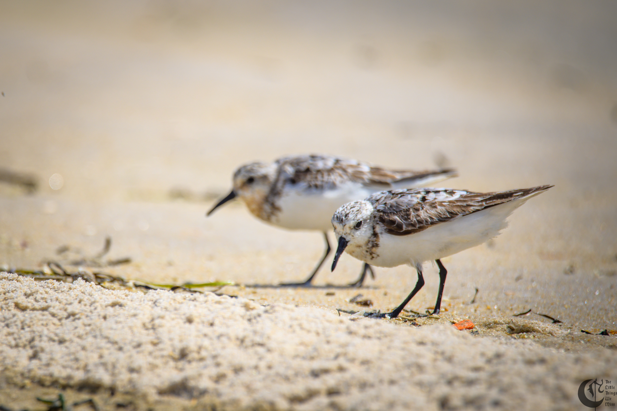 !!_220817_August_LBI_3119!!