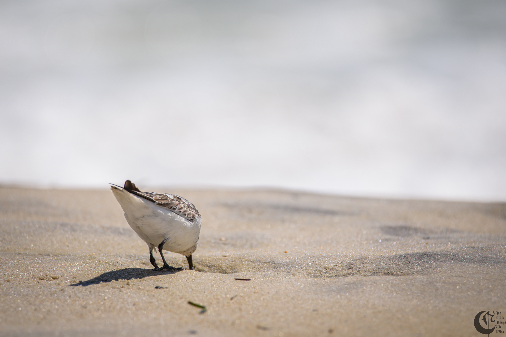 !!_220817_August_LBI_3214!!