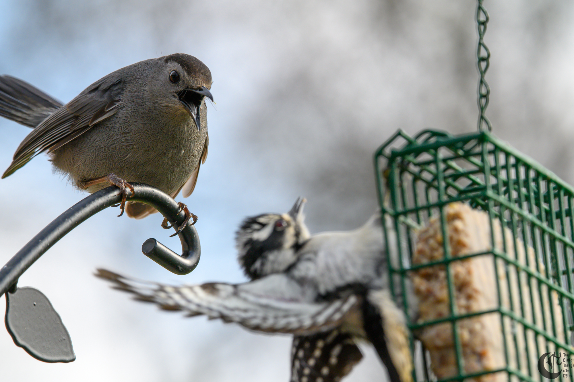 Cover_220503_Bird_Watching_0127