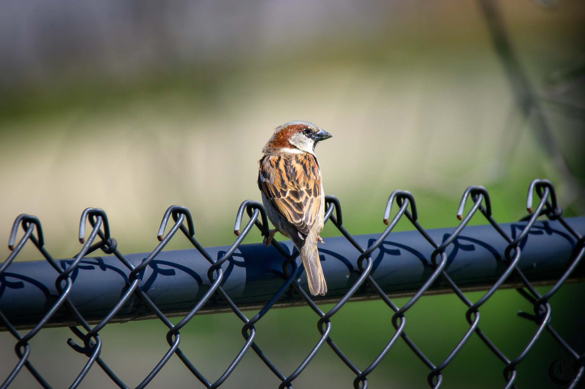 !!_220429_Bird_Watching_0011!!