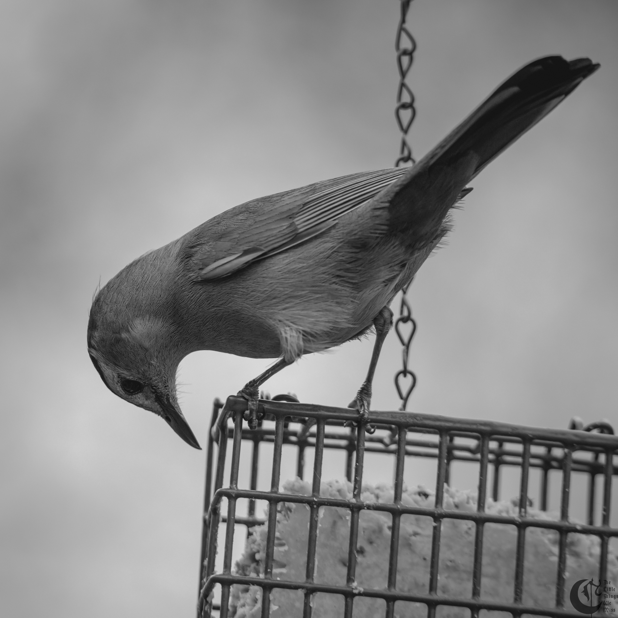 !!_220502_Bird_Watching_0022!!