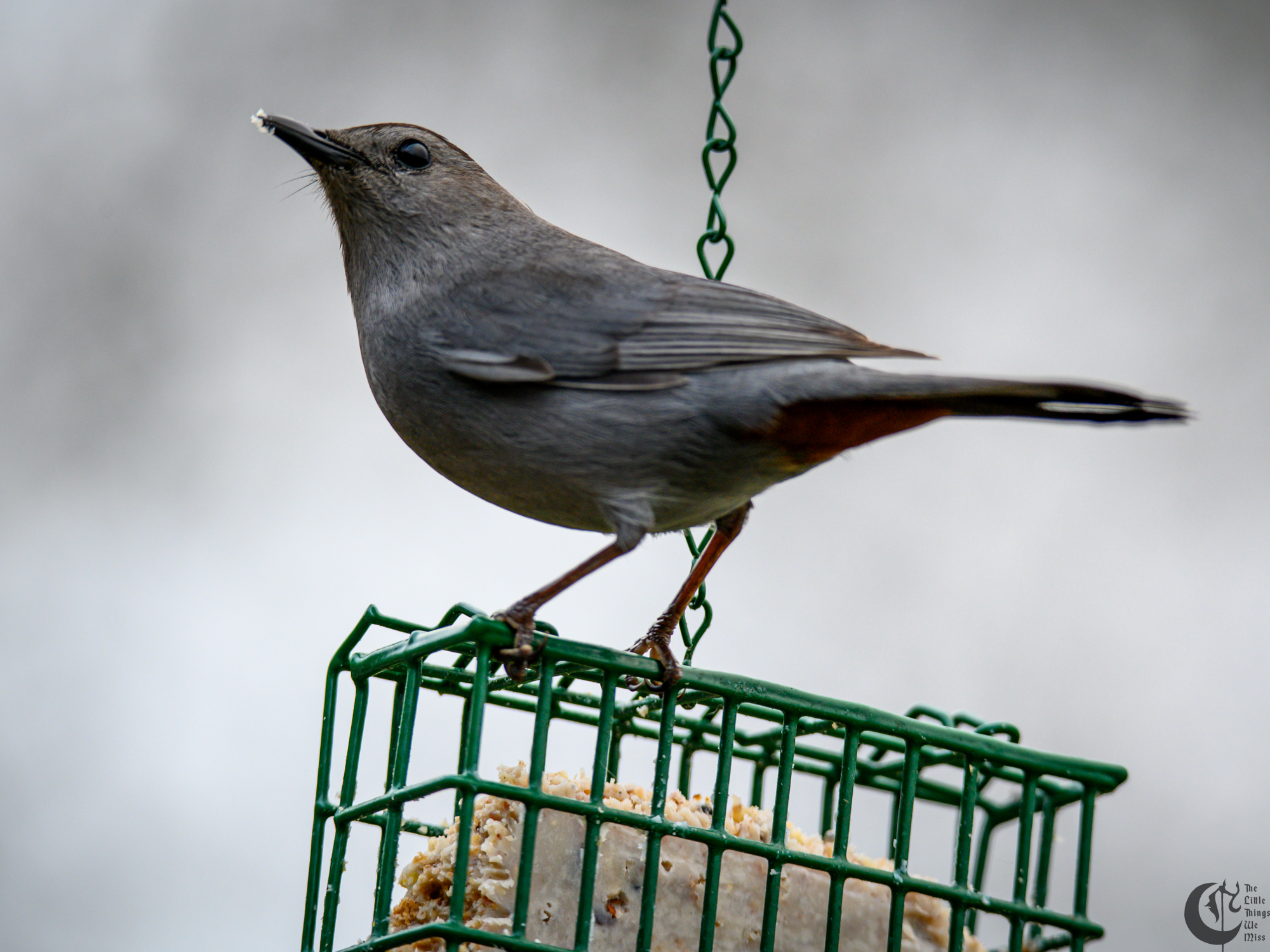 !!_220502_Bird_Watching_0033!!