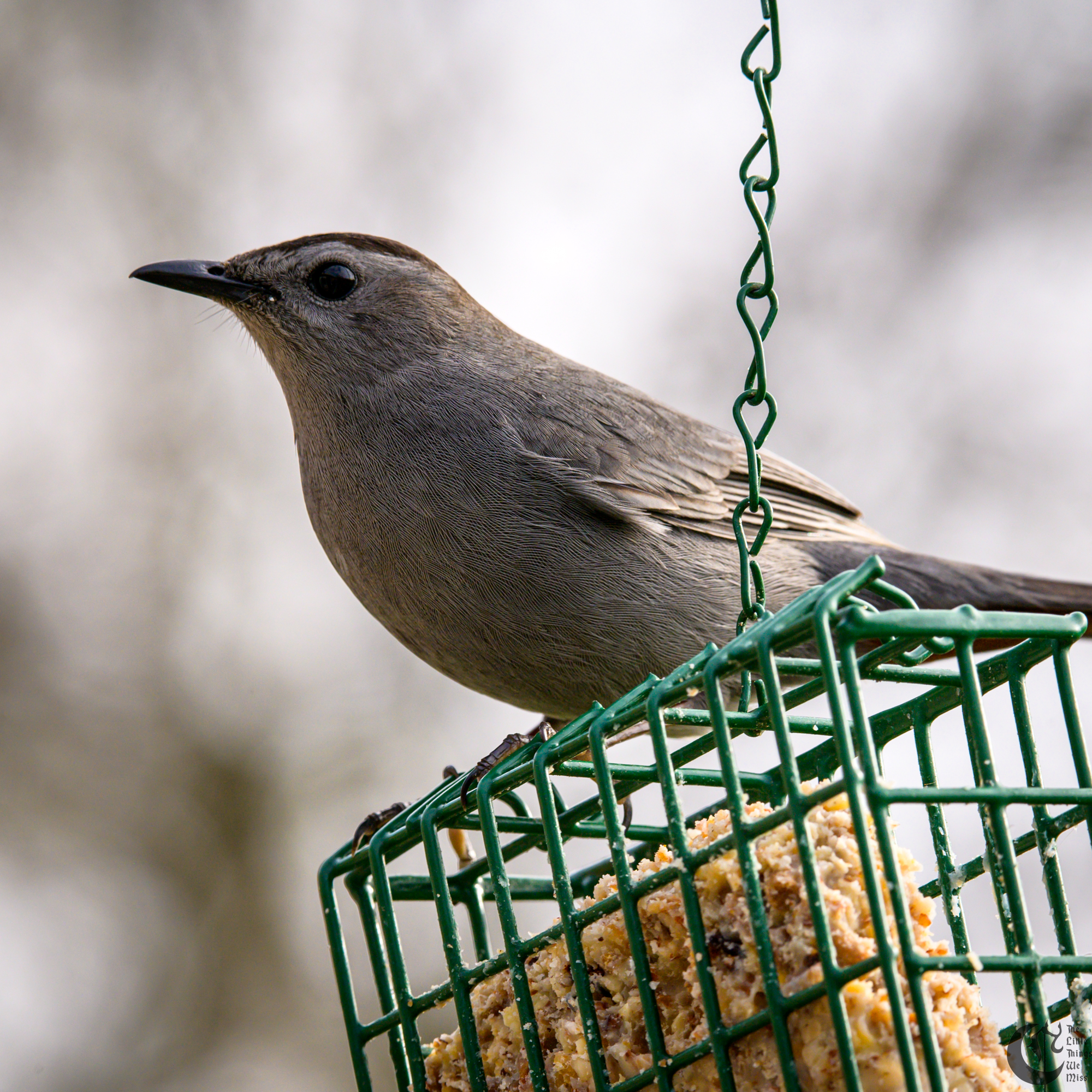 !!_220503_Bird_Watching_0088!!