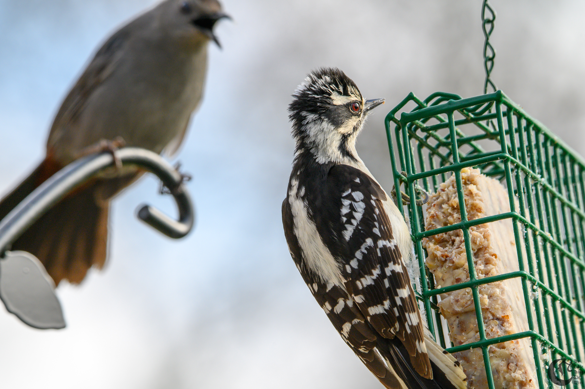 !!_220503_Bird_Watching_0128!!