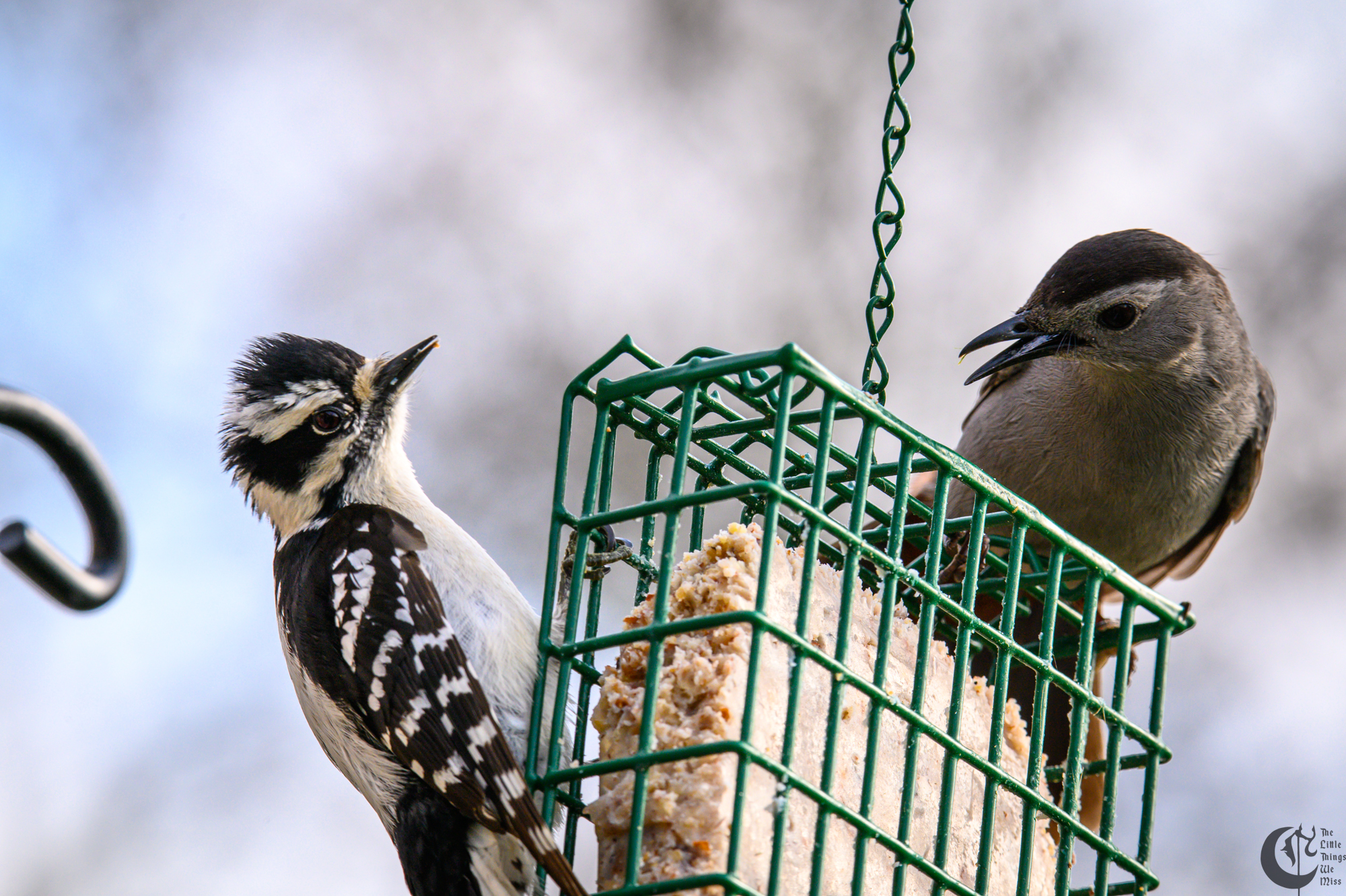 !!_220503_Bird_Watching_0133!!