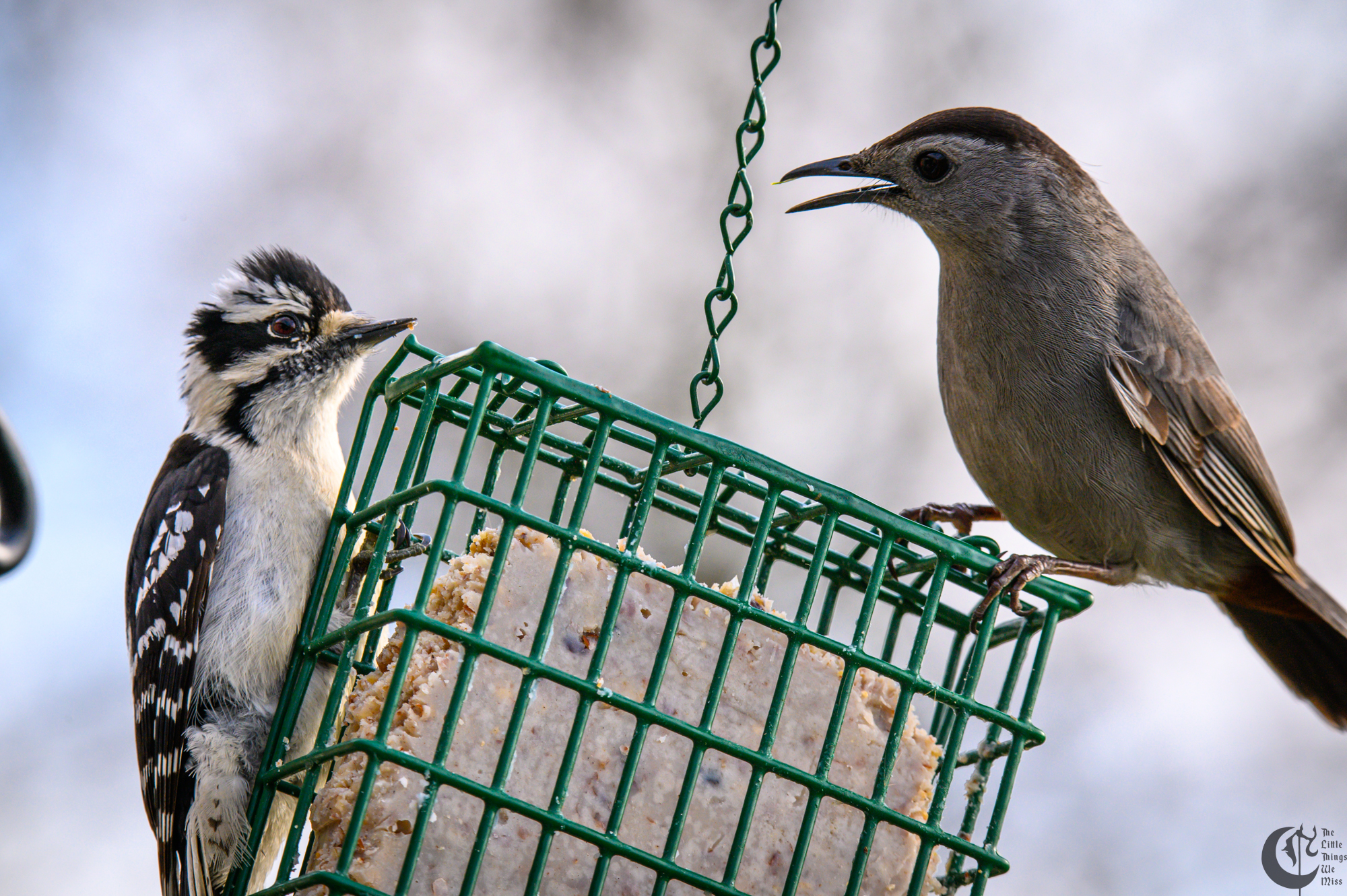 !!_220503_Bird_Watching_0135!!