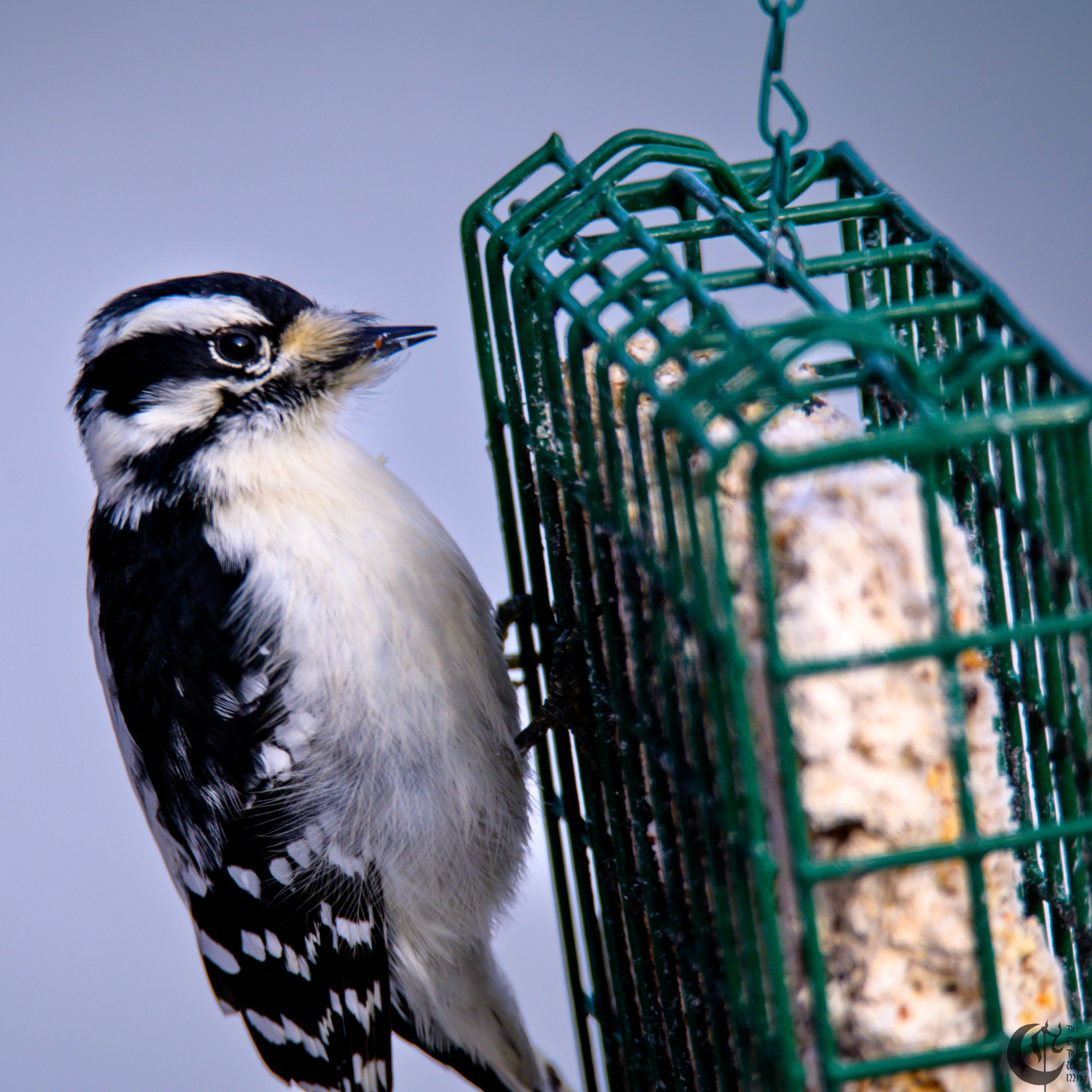 !!_221224_December_Woodpecker_0007!!