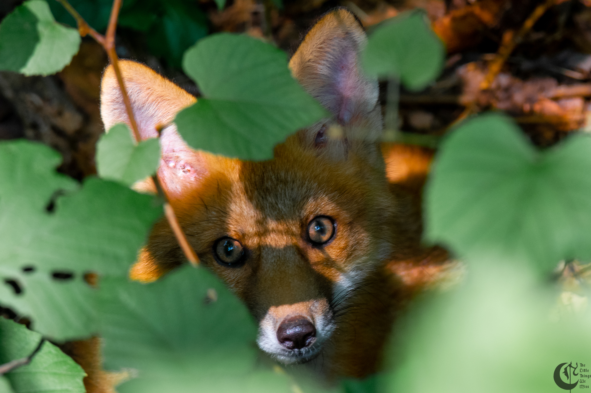 Cover_Emotional_Support_Foxes-097