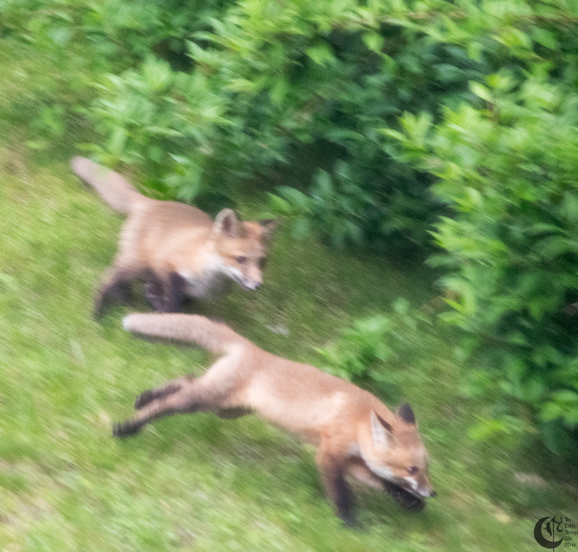 !!_170529_Foxes!_0013!!