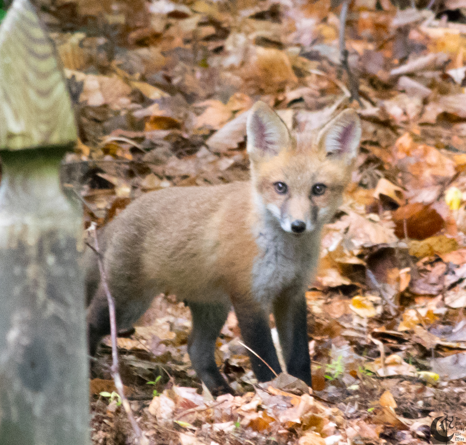 !!_170529_Foxes!_0018!!